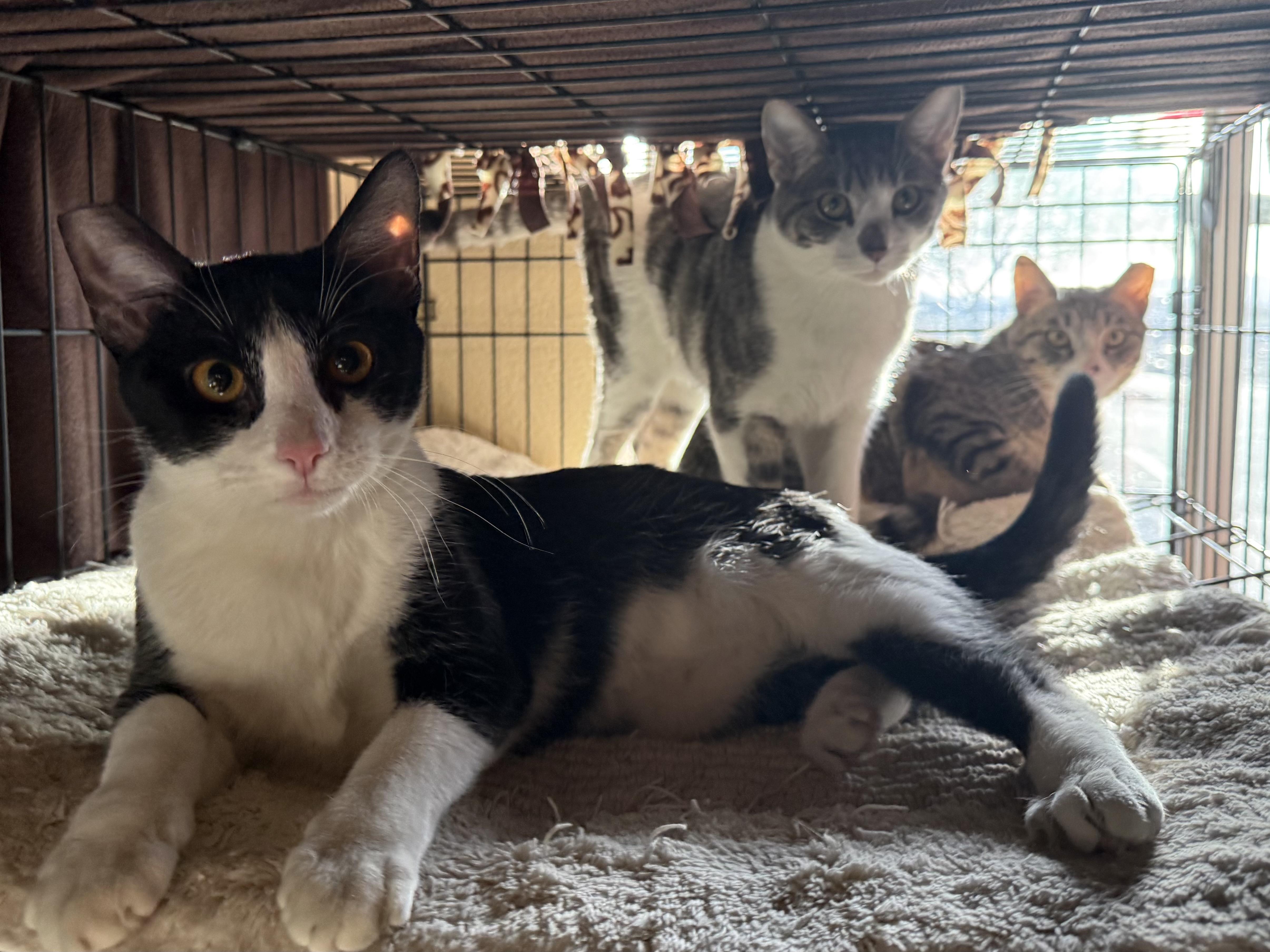Tiger, Sylvester, Tiny, a ADOPTABLE Domestic Short Hair in Boulder City, NV image 4/5