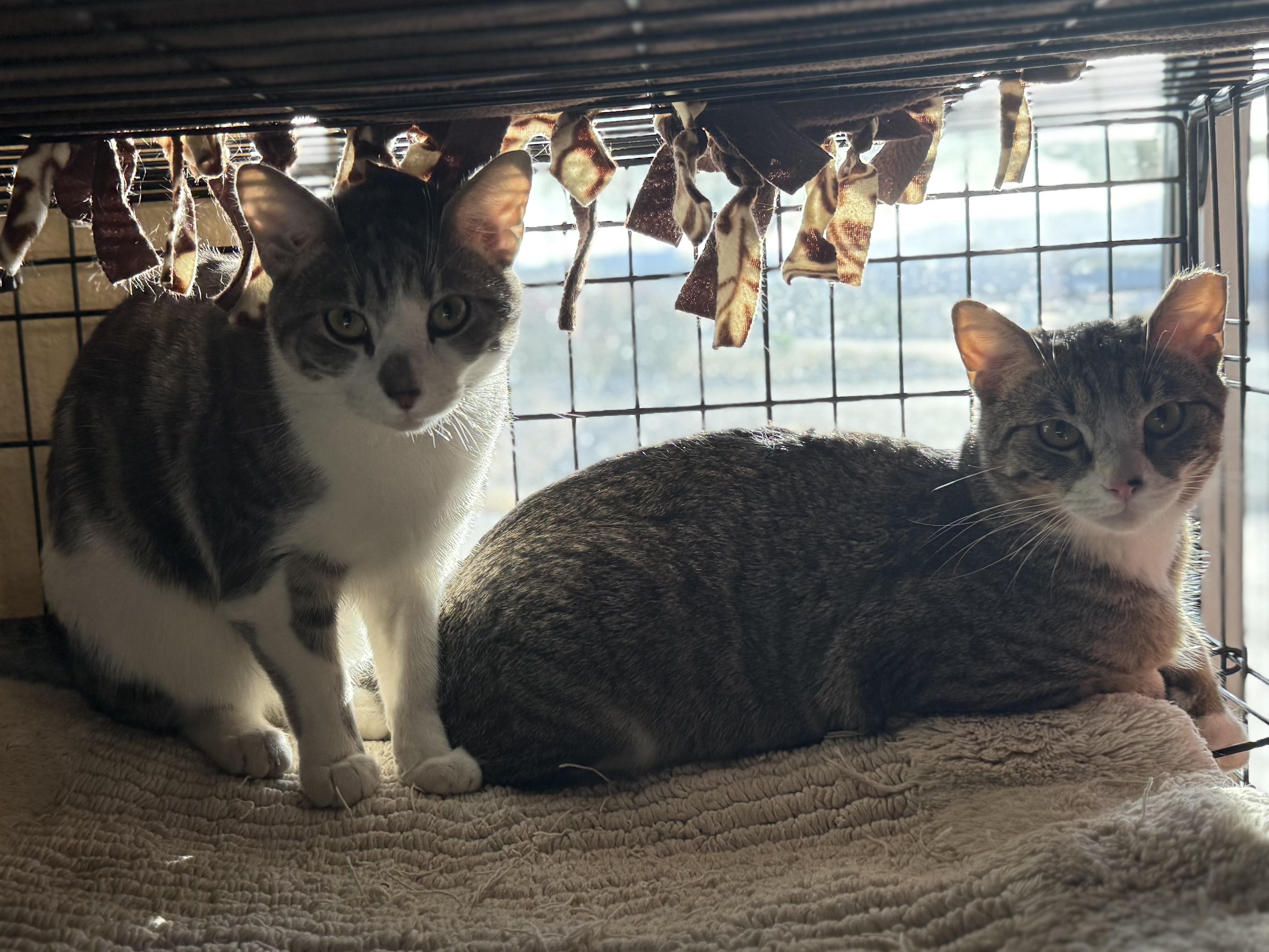 Tiger, Sylvester, Tiny, a ADOPTABLE Domestic Short Hair in Boulder City, NV image 1/5