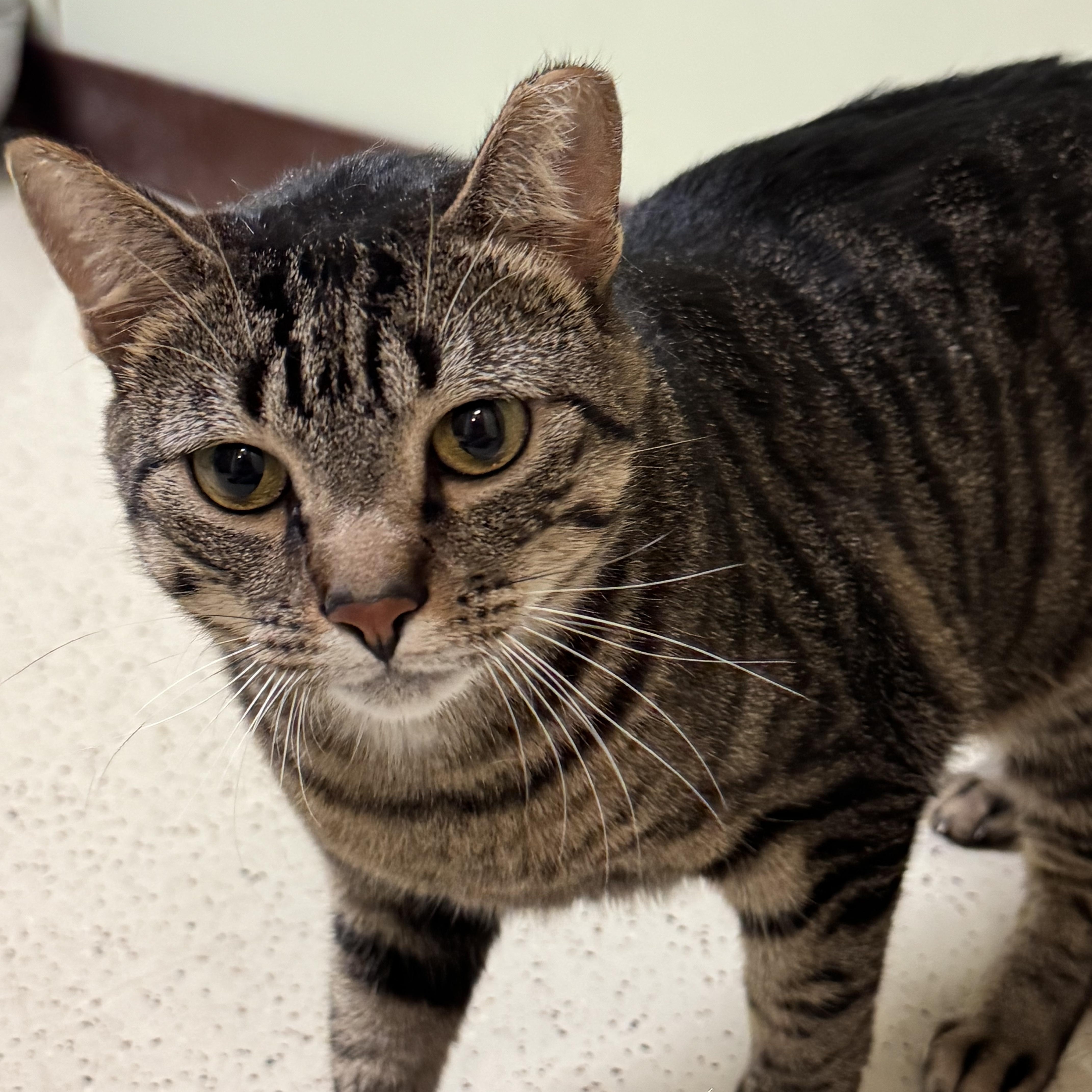 Enlarge Kitty, a Adoptable Domestic Short Hair in Amery, WI image 2/2