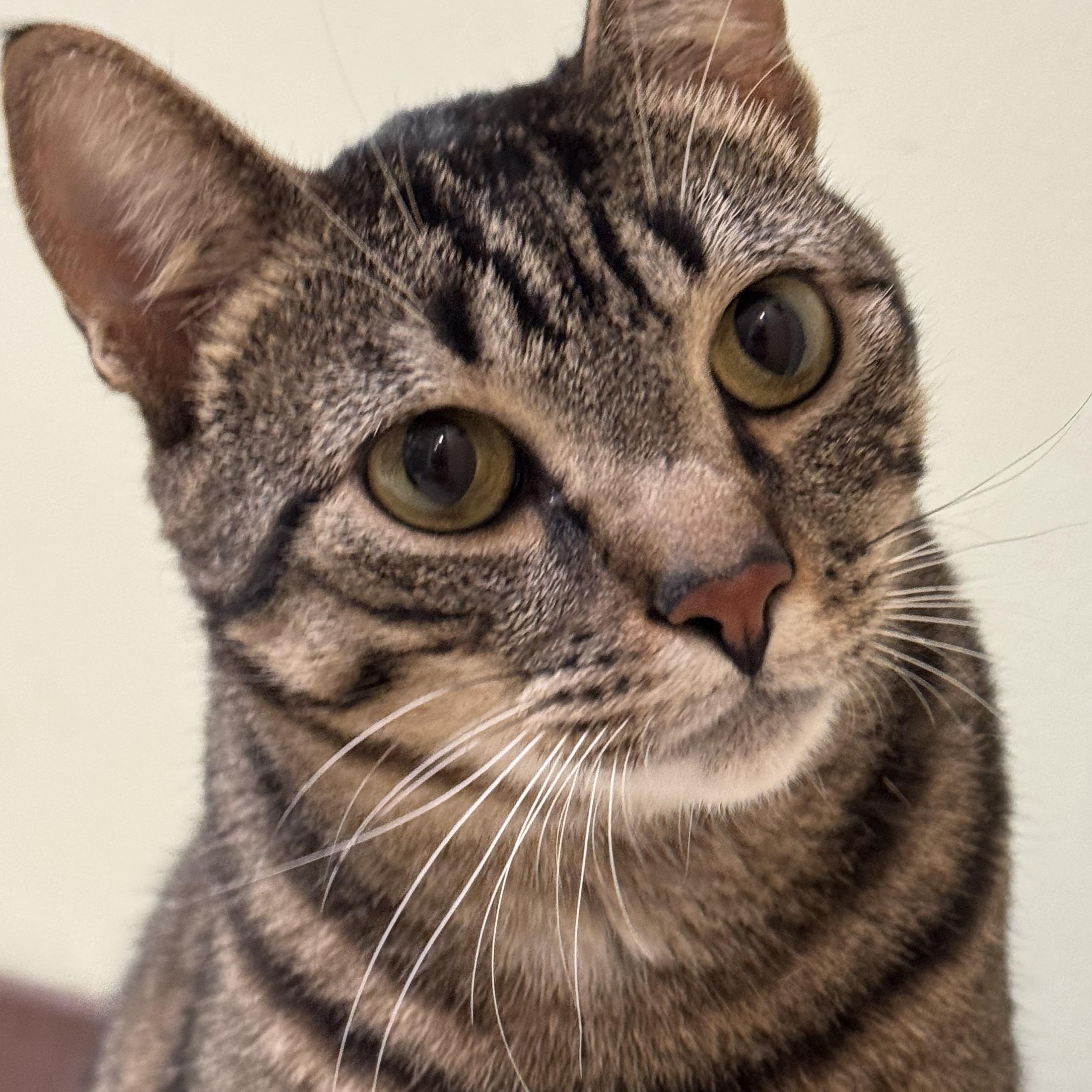 Enlarge Kitty, a Adoptable Domestic Short Hair in Amery, WI image 1/2