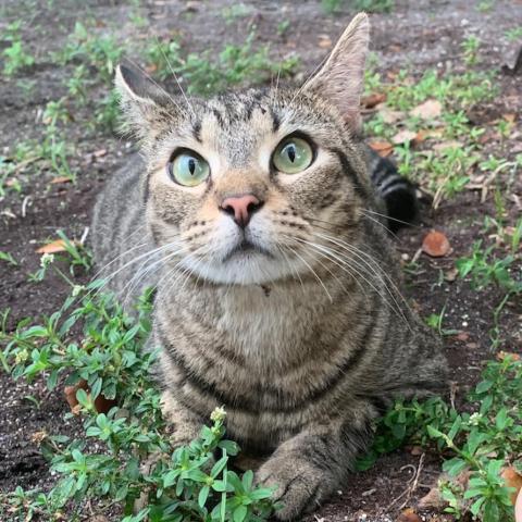Enlarge Betty, a Adoptable Domestic Short Hair in Davie, FL image 1/1