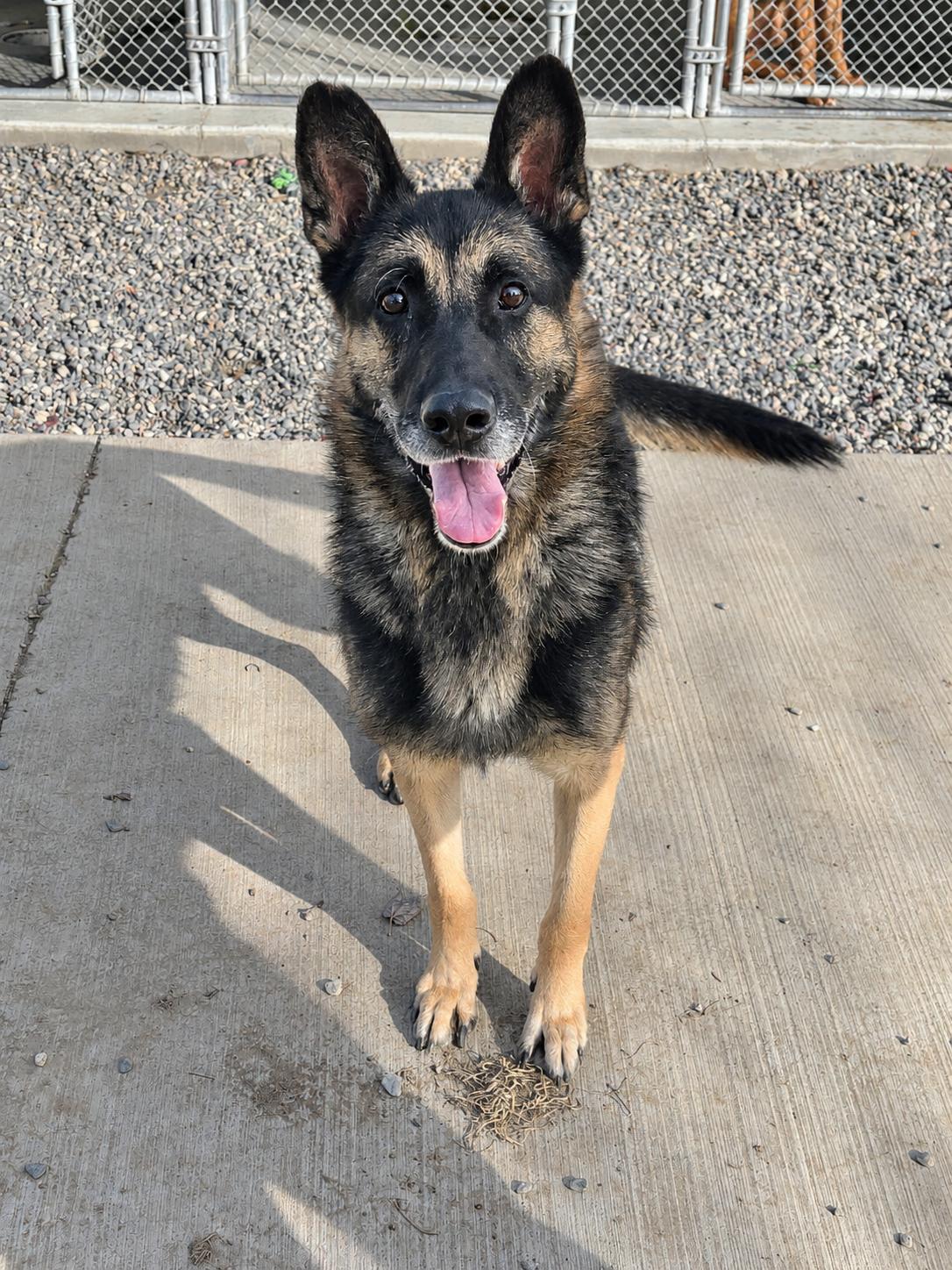 Enlarge Atticus, a Adoptable German Shepherd Dog in Quincy, WA image 2/2