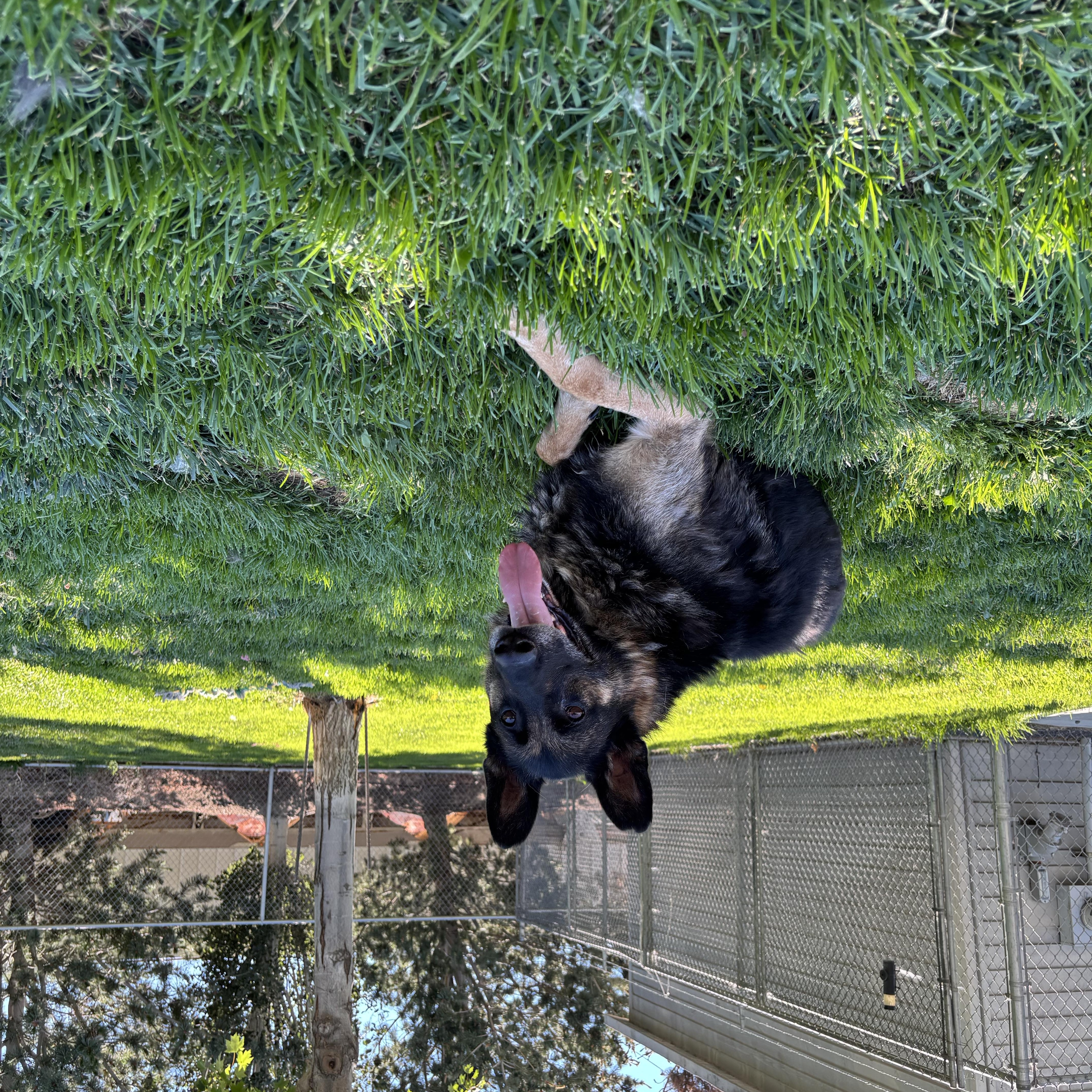 Enlarge Atticus, a Adoptable German Shepherd Dog in Quincy, WA image 3/5