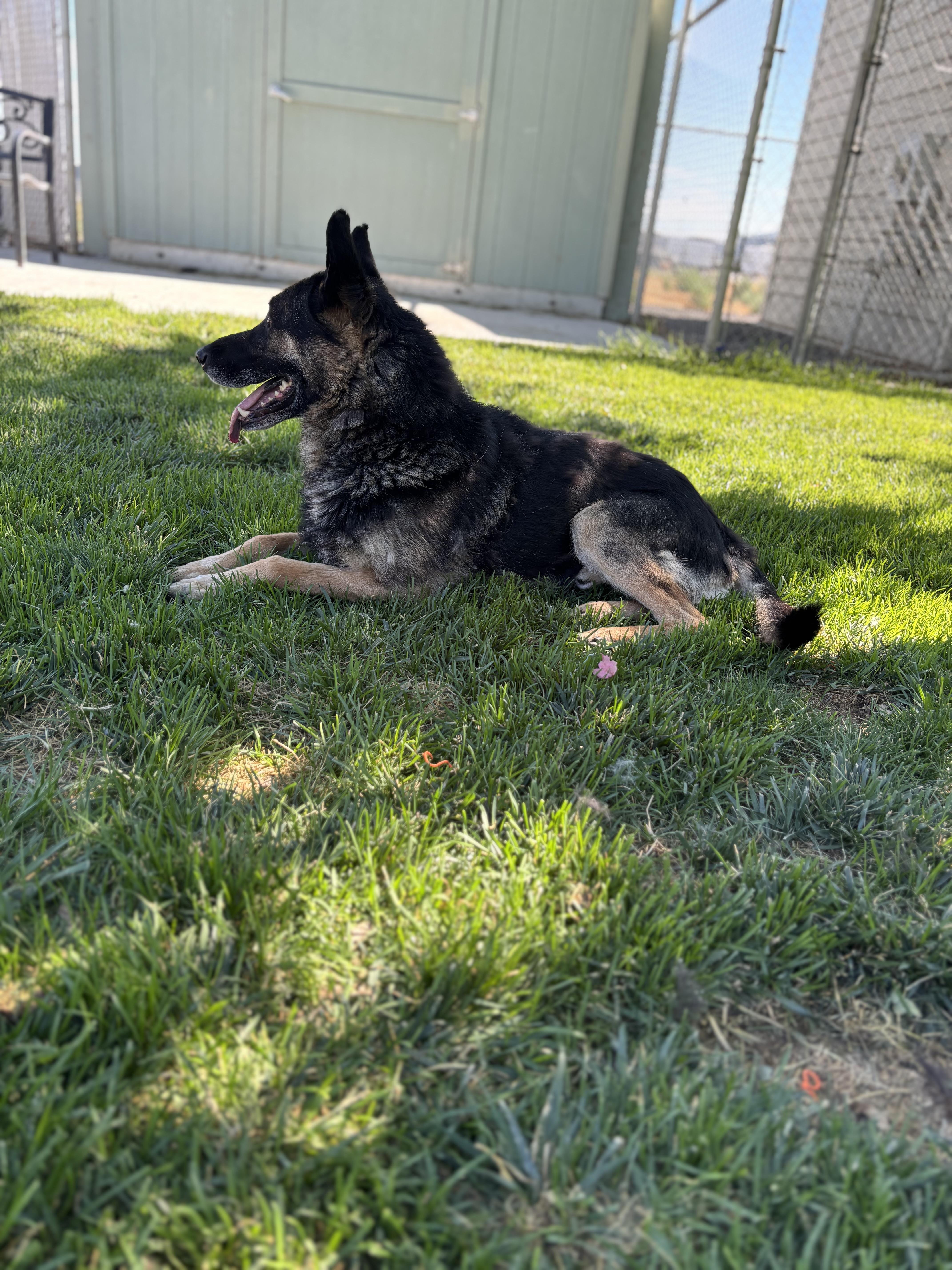 Atticus, Adoptable, Senior Male German Shepherd Dog.