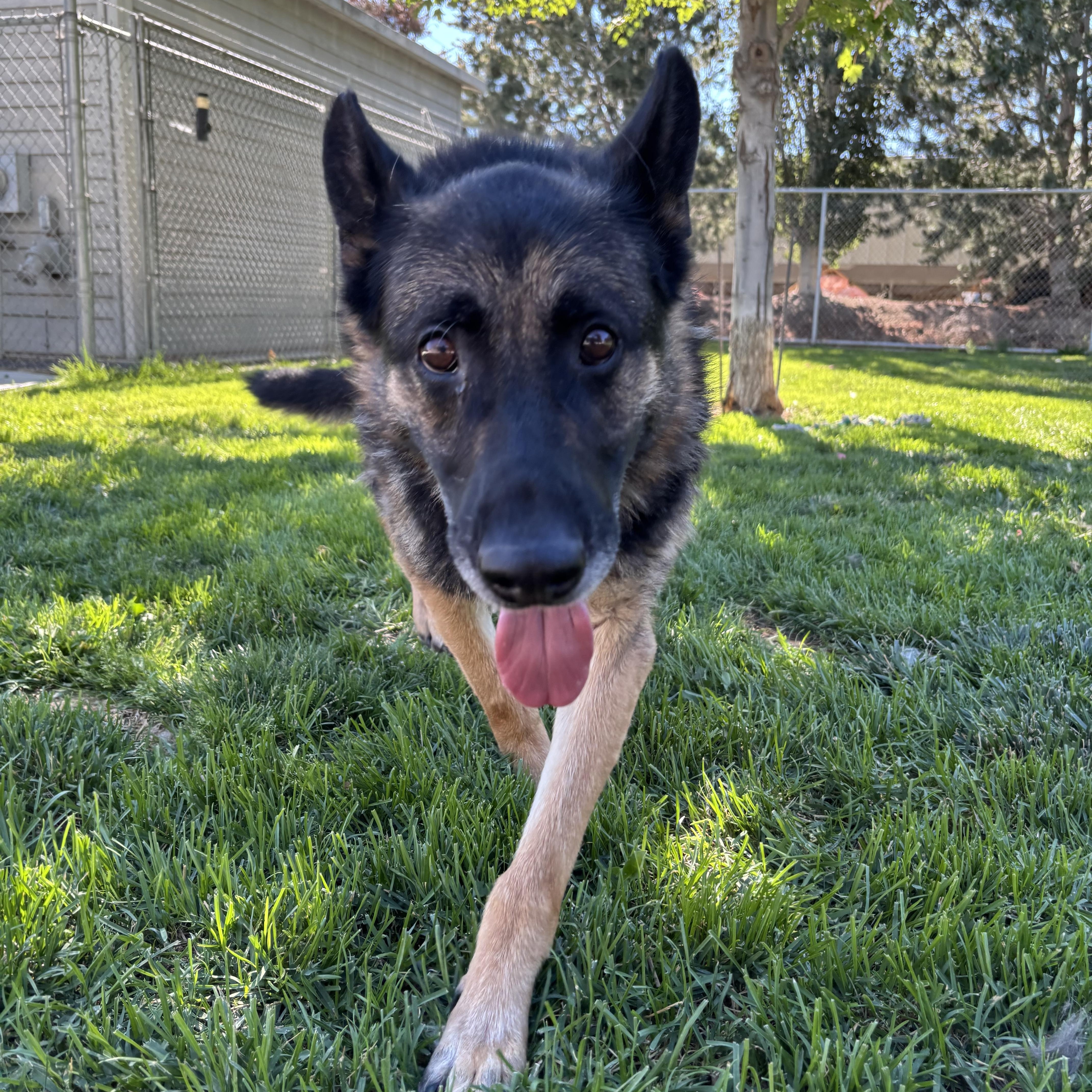 Enlarge Atticus, a Adoptable German Shepherd Dog in Quincy, WA image 4/5