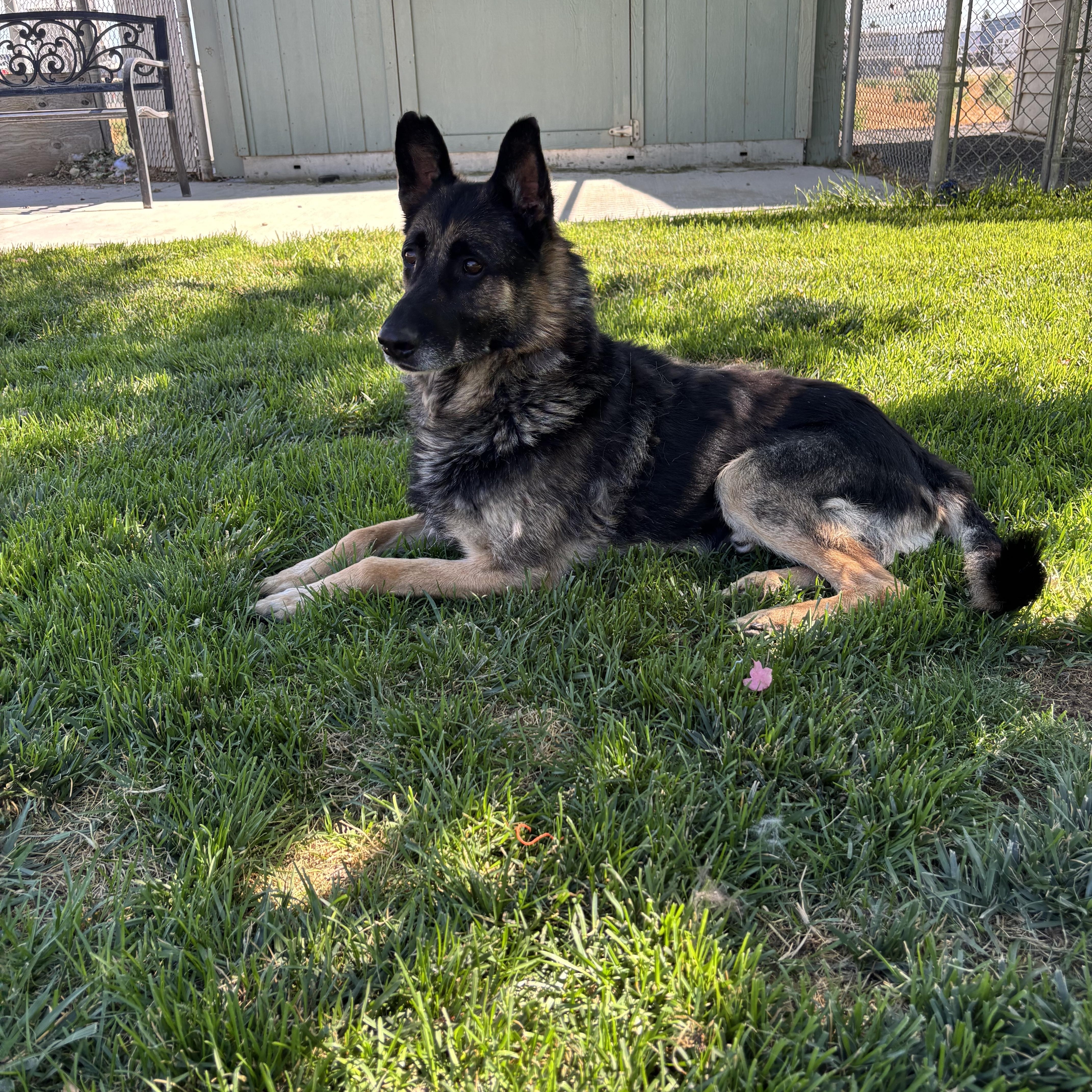 Enlarge Atticus, a Adoptable German Shepherd Dog in Quincy, WA image 5/5
