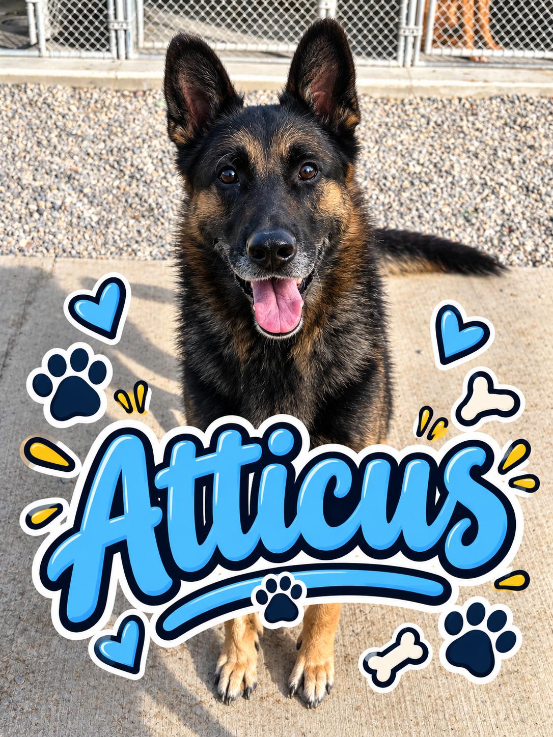 Atticus, Adoptable, Senior Male German Shepherd Dog.