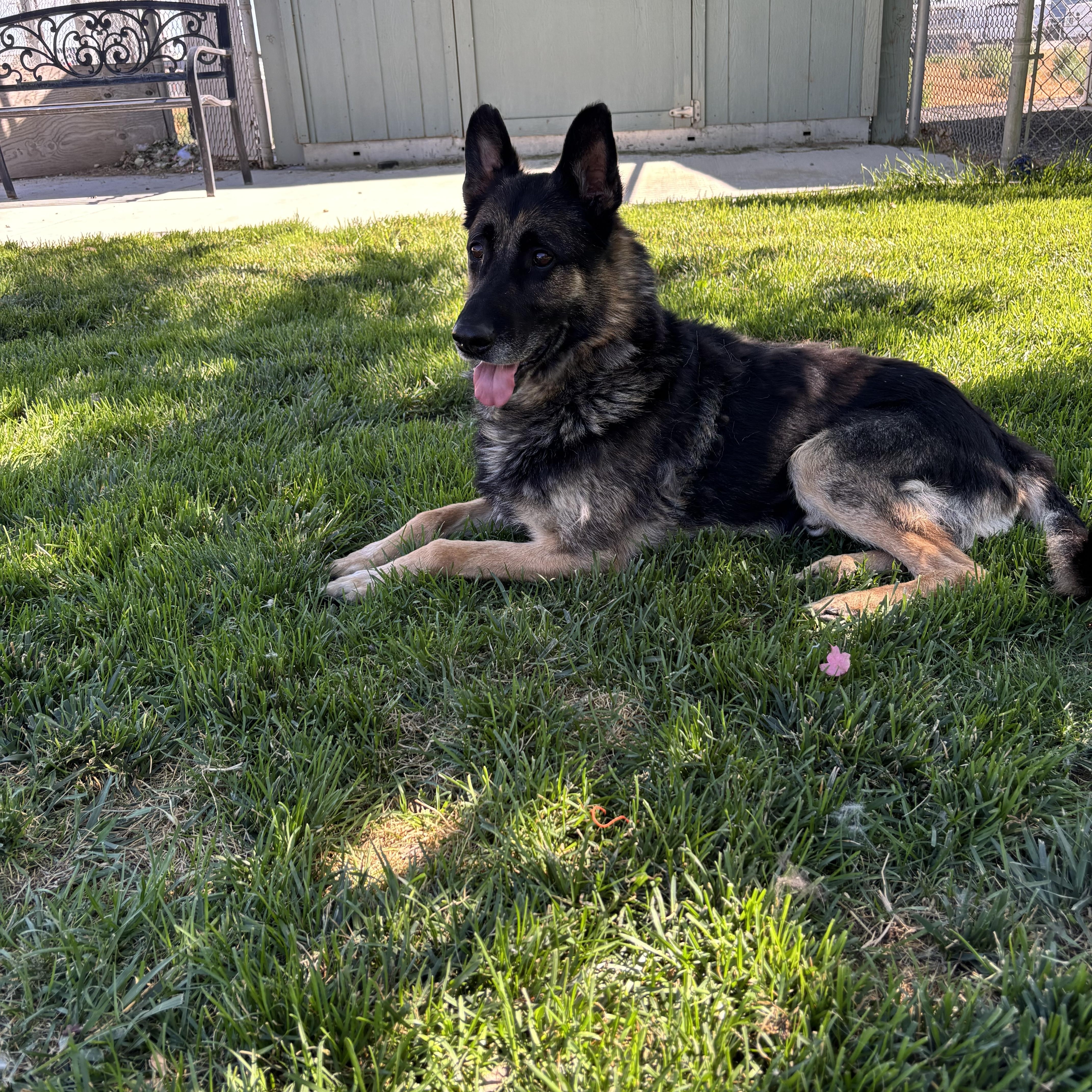 Enlarge Atticus, a Adoptable German Shepherd Dog in Quincy, WA image 2/5