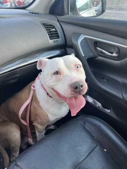 Nancy, a Adoptable mixed breed in New Albany, IN image 1/3