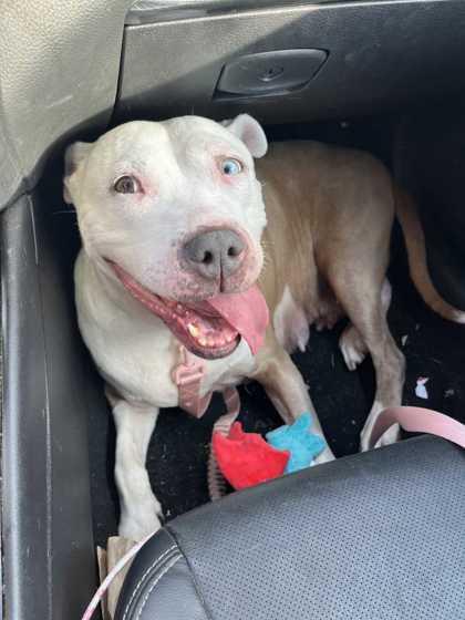 Nancy, Adoptable, Senior Female Pit Bull Terrier & Mixed Breed.