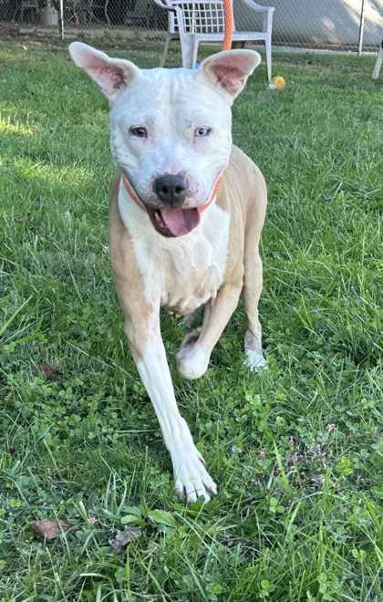 Nancy, a Adoptable mixed breed in New Albany, IN image 2/3