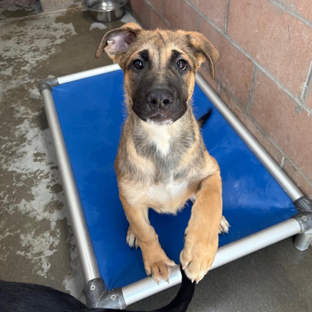 Leo, Adoptable, Puppy Male Shepherd & Great Dane.