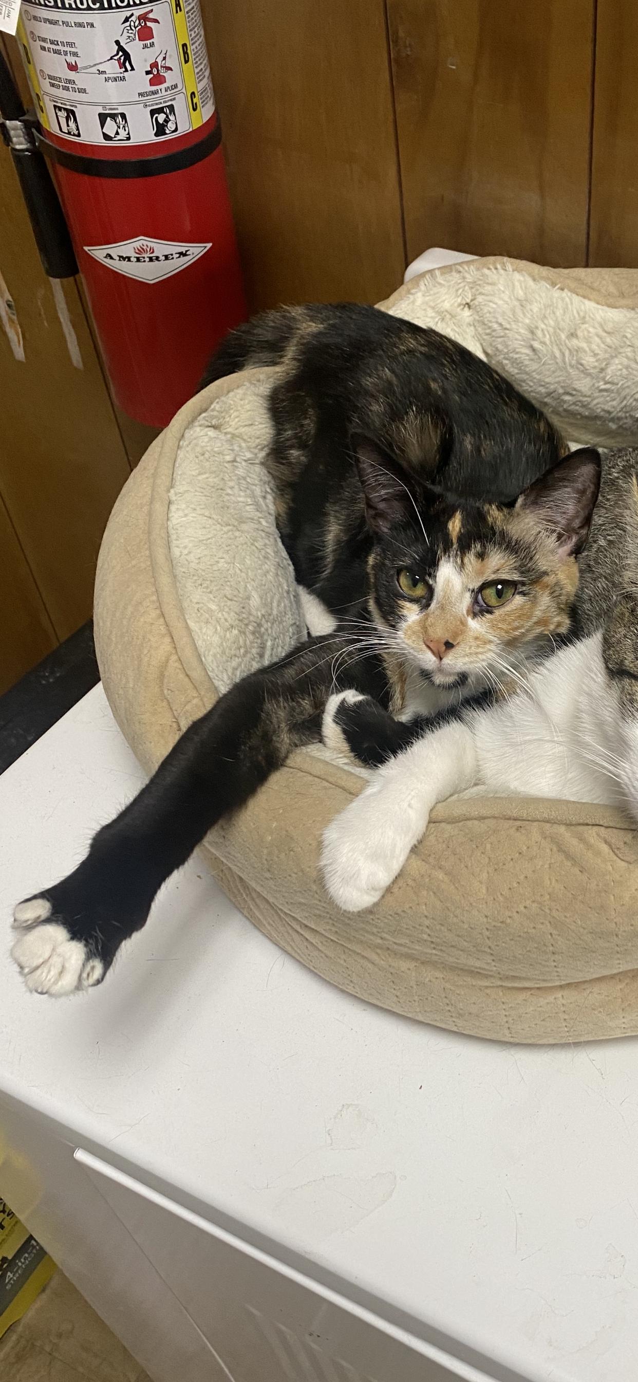 Emmaline, Adoptable, Adult Female Domestic Short Hair.