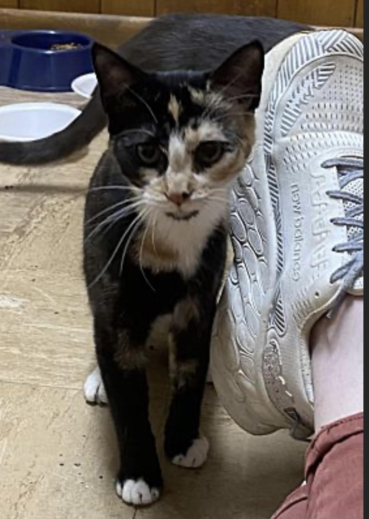 Emmaline, a Adoptable Domestic Short Hair in Pinson, AL image 2/6