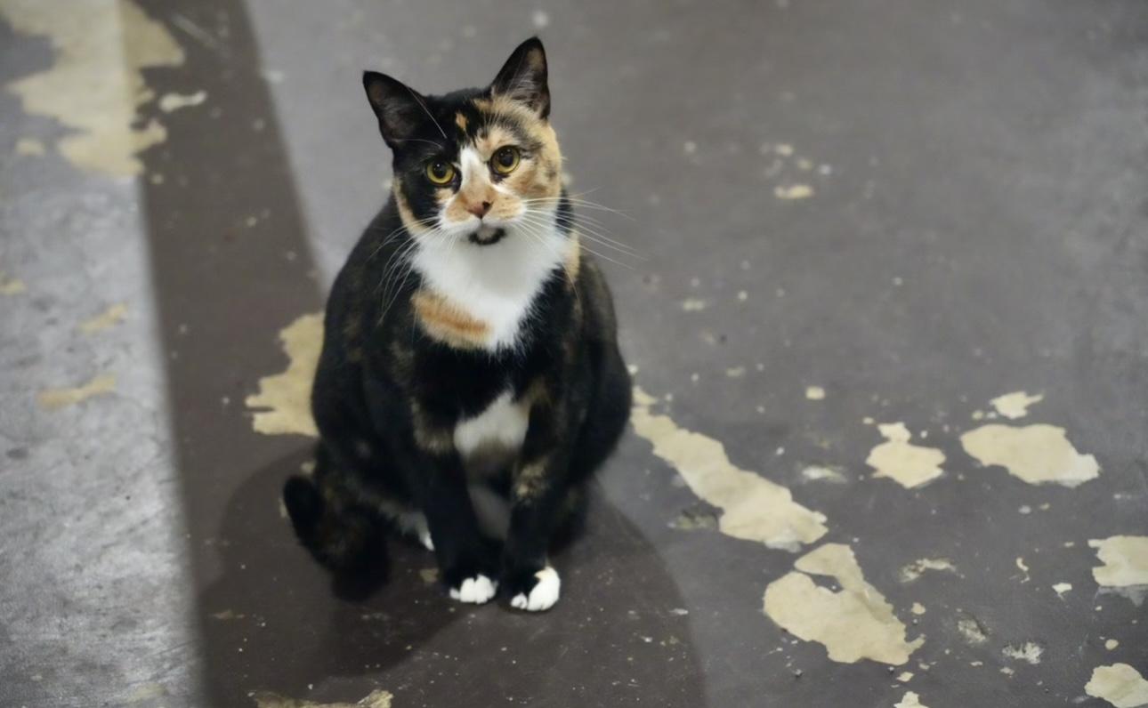 Emmaline, a Adoptable Domestic Short Hair in Pinson, AL image 3/6