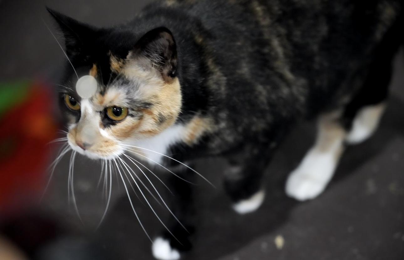 Emmaline, a Adoptable Domestic Short Hair in Pinson, AL image 4/6