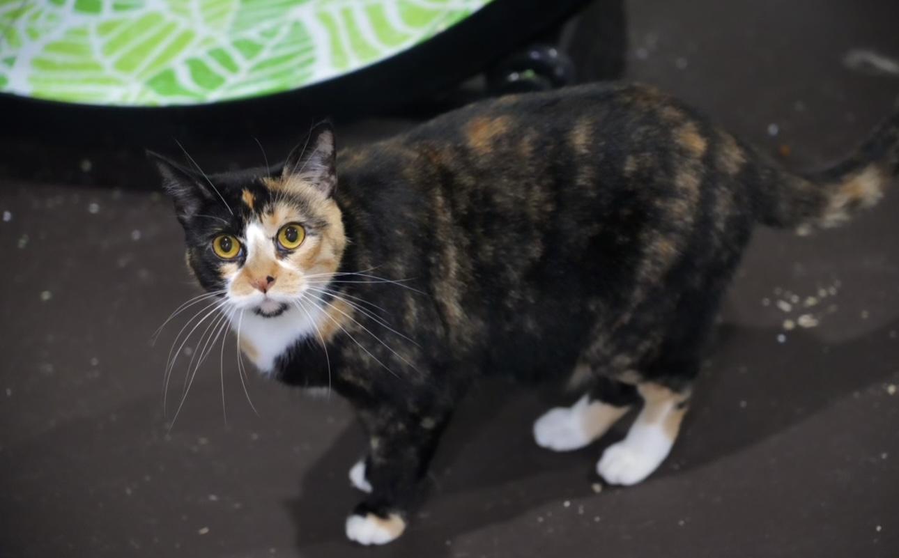 Emmaline, a Adoptable Domestic Short Hair in Pinson, AL image 6/6