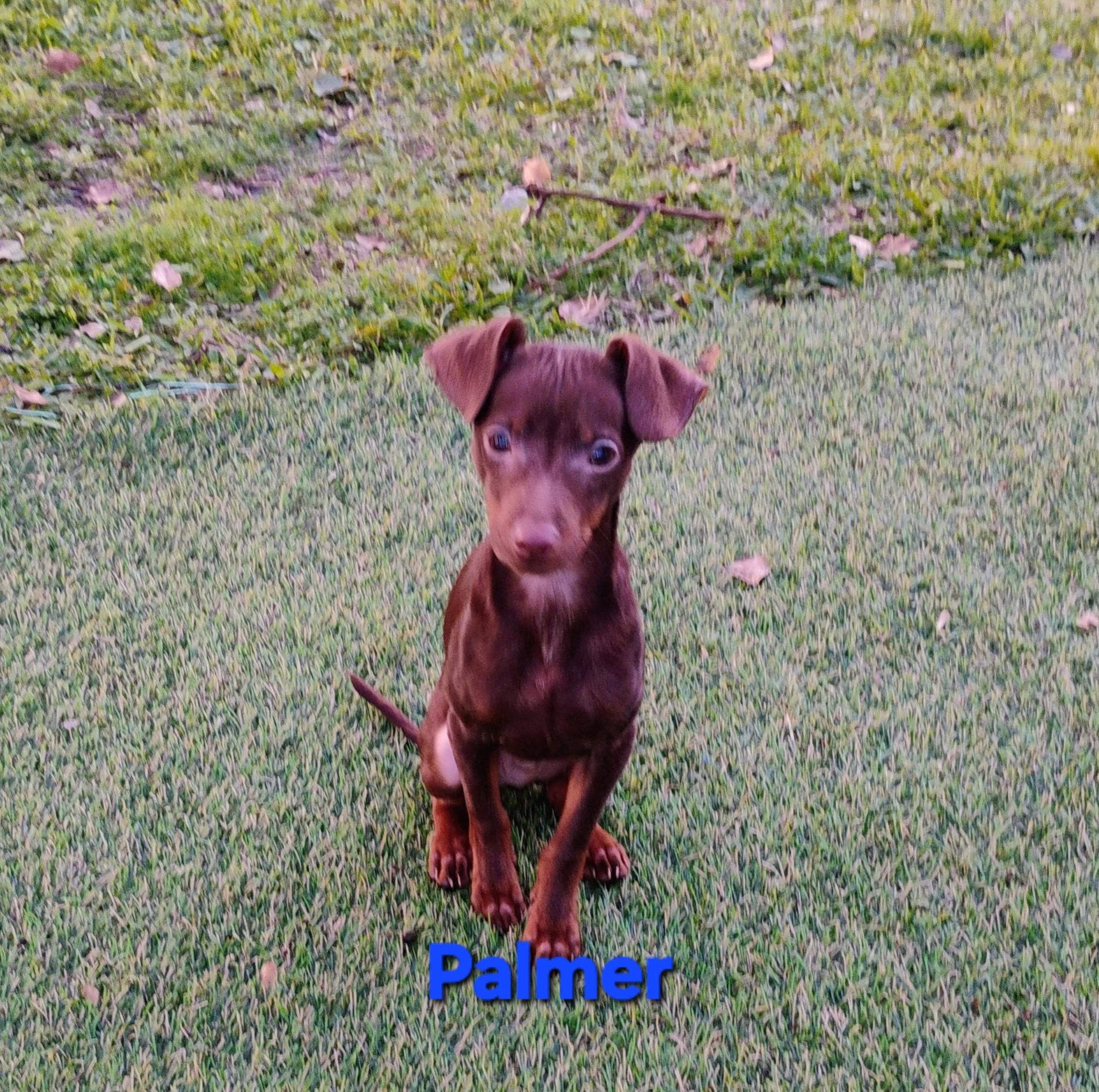 Enlarge Palmer, an adopted Miniature Pinscher in New Port Richey, FL image 1/1