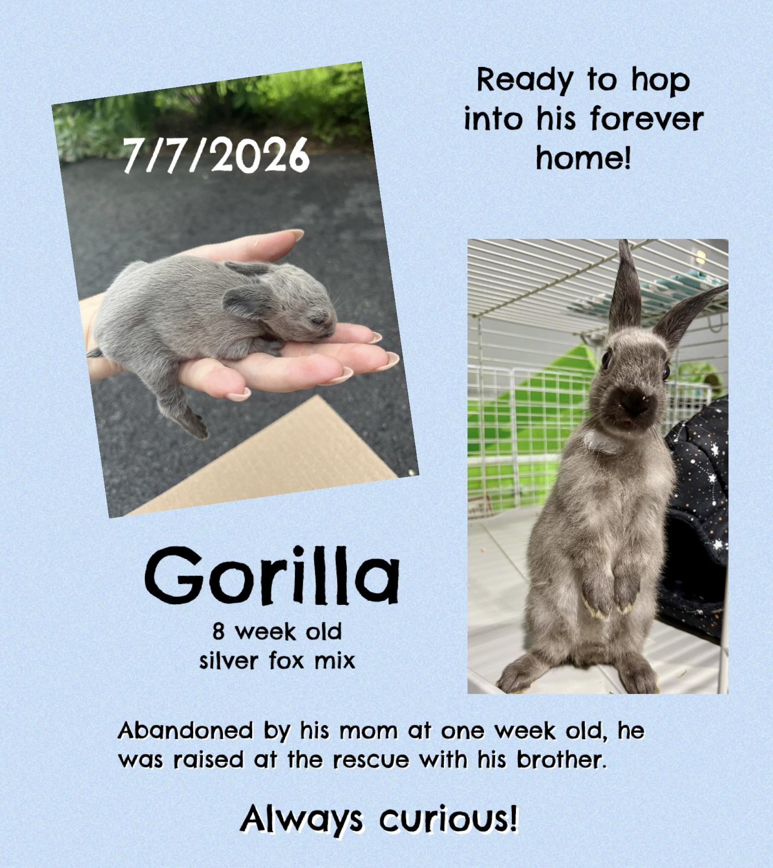Enlarge Gorilla, a Adopted Silver Fox in Howell, NJ image 1/1