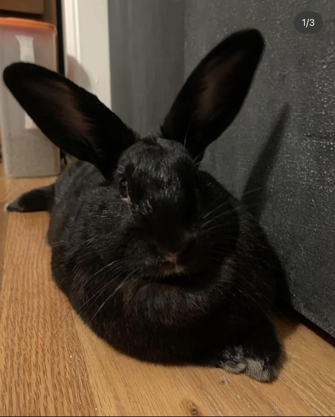 Azula (c), Adoptable, Adult Female Rex.