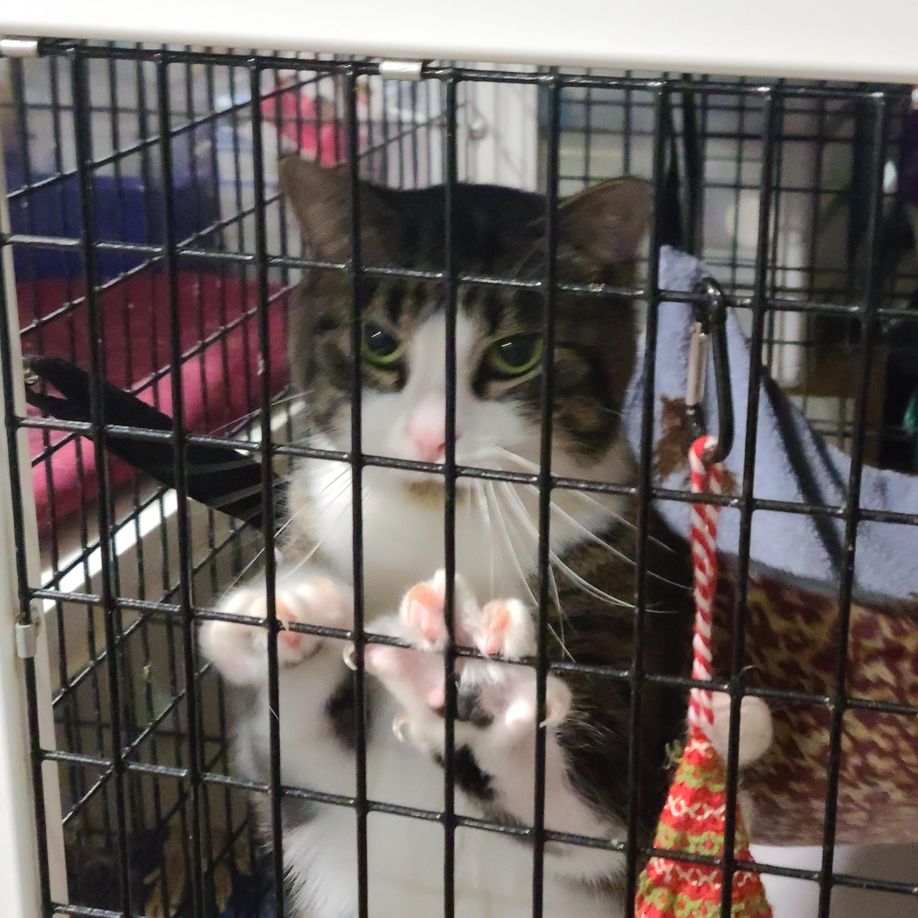 Enlarge PATCHES PAISLEY, a Adoptable mixed breed in Barron, WI image 3/6