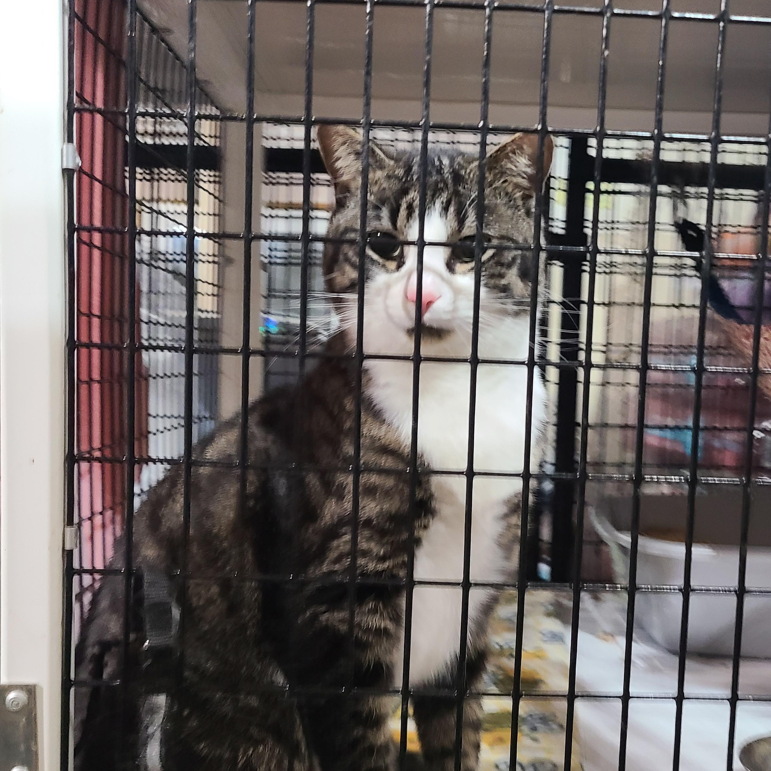 Enlarge PATCHES PAISLEY, a Adoptable mixed breed in Barron, WI image 4/6