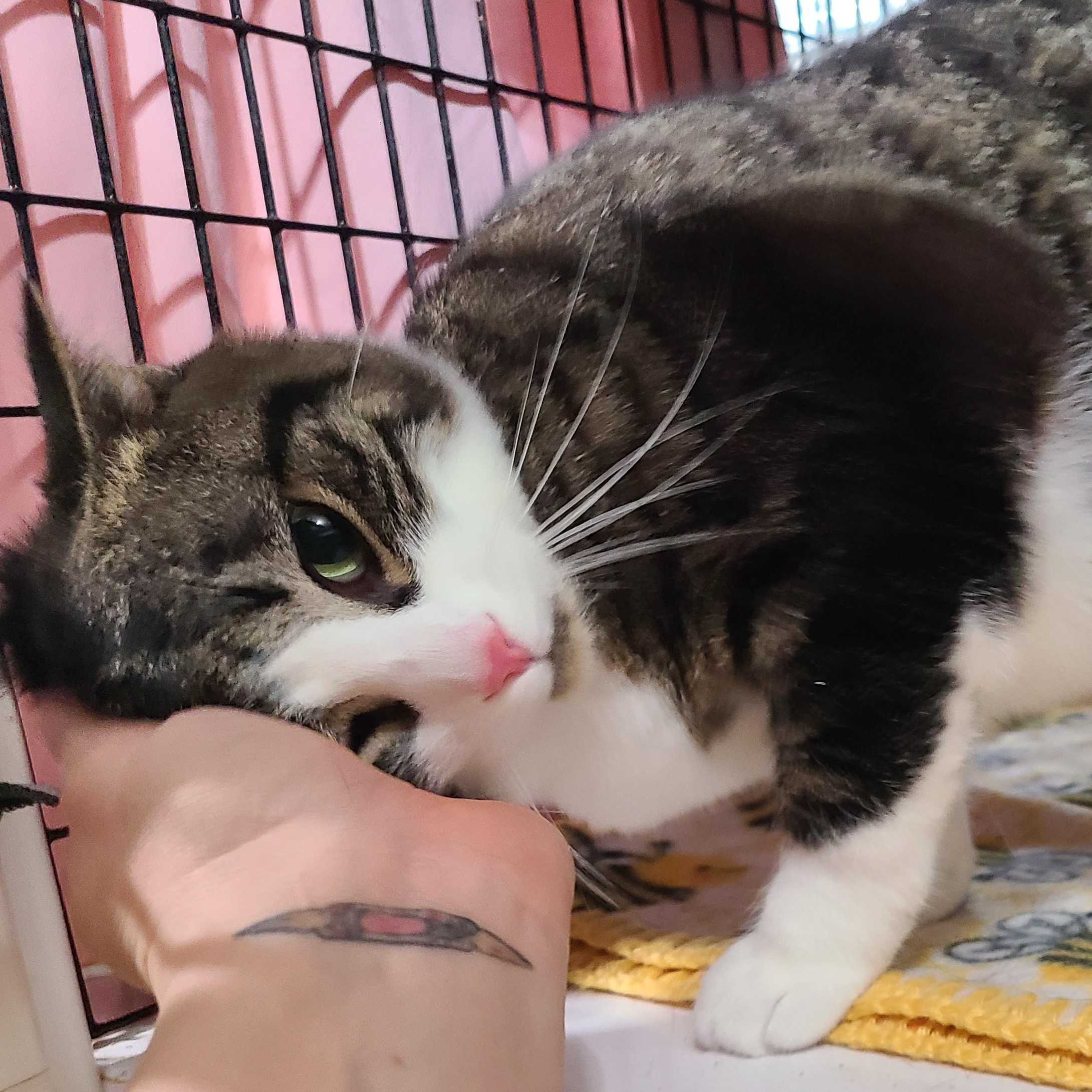 Enlarge PATCHES PAISLEY, a Adoptable mixed breed in Barron, WI image 1/6