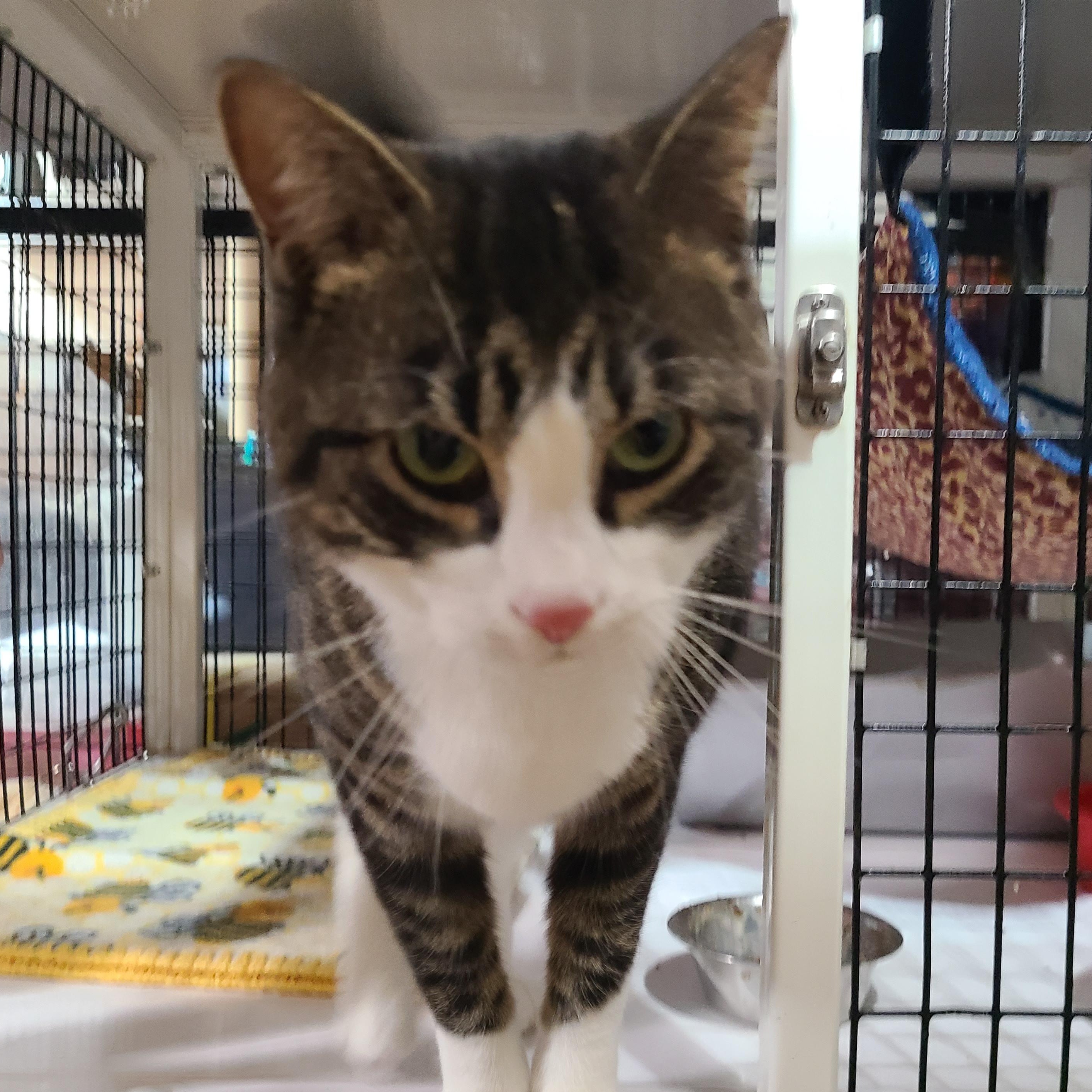 Enlarge PATCHES PAISLEY, a Adoptable mixed breed in Barron, WI image 5/6