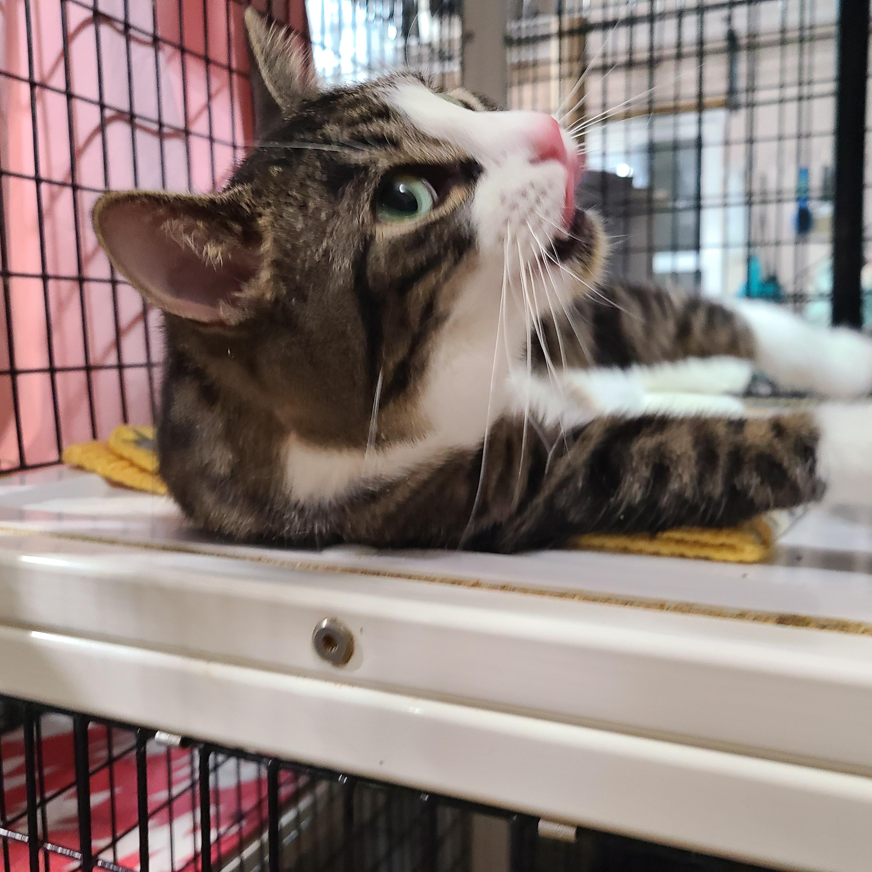 Enlarge PATCHES PAISLEY, a Adoptable mixed breed in Barron, WI image 2/6