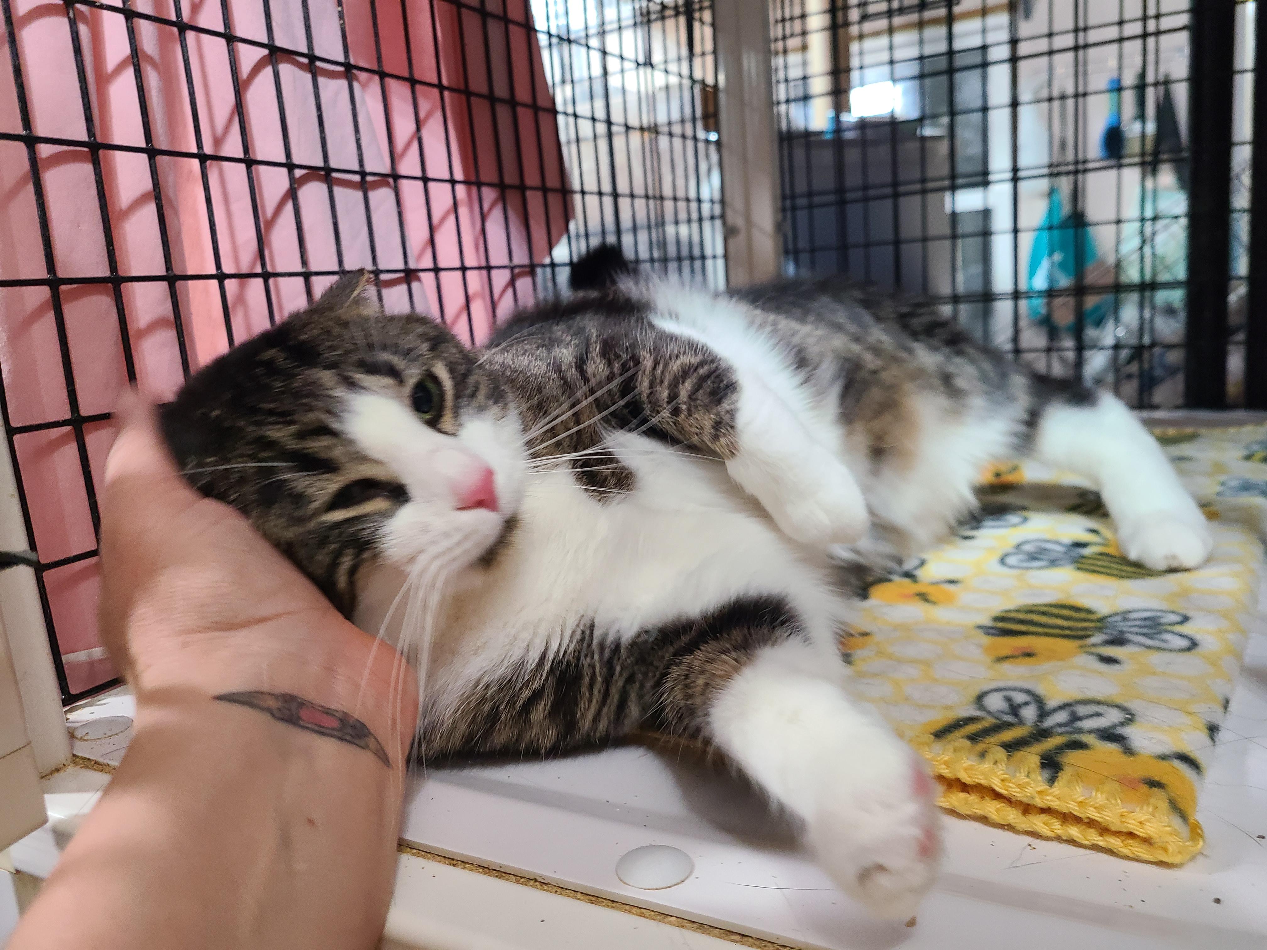 Enlarge PATCHES PAISLEY, a Adoptable mixed breed in Barron, WI image 6/6