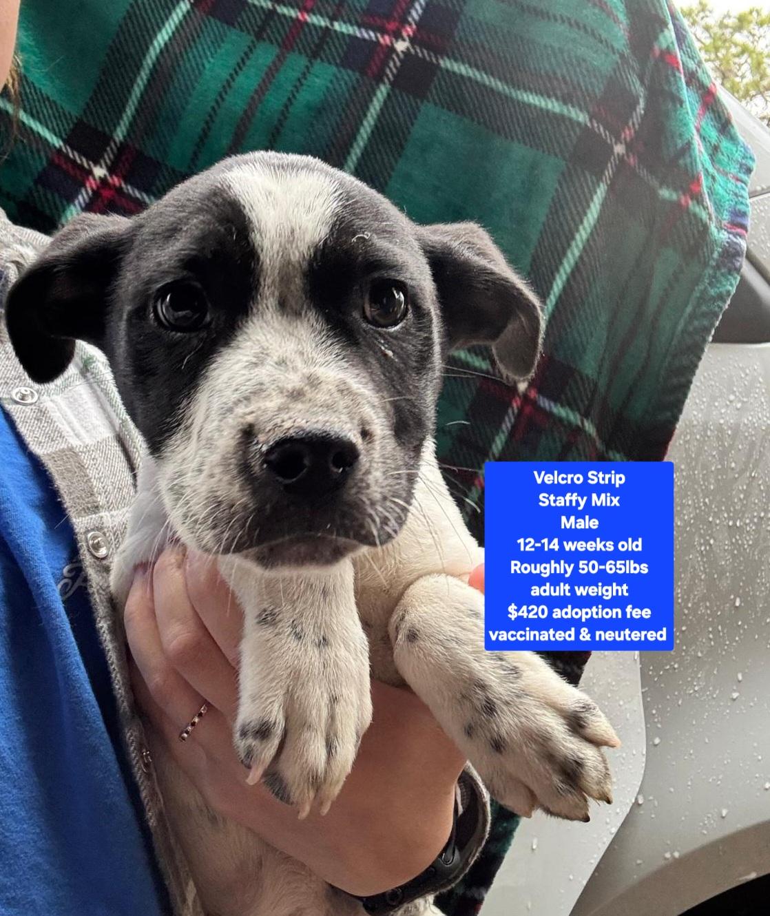 Enlarge Velcro Strip, a ADOPTABLE mixed breed in Oviedo, FL image 1/1