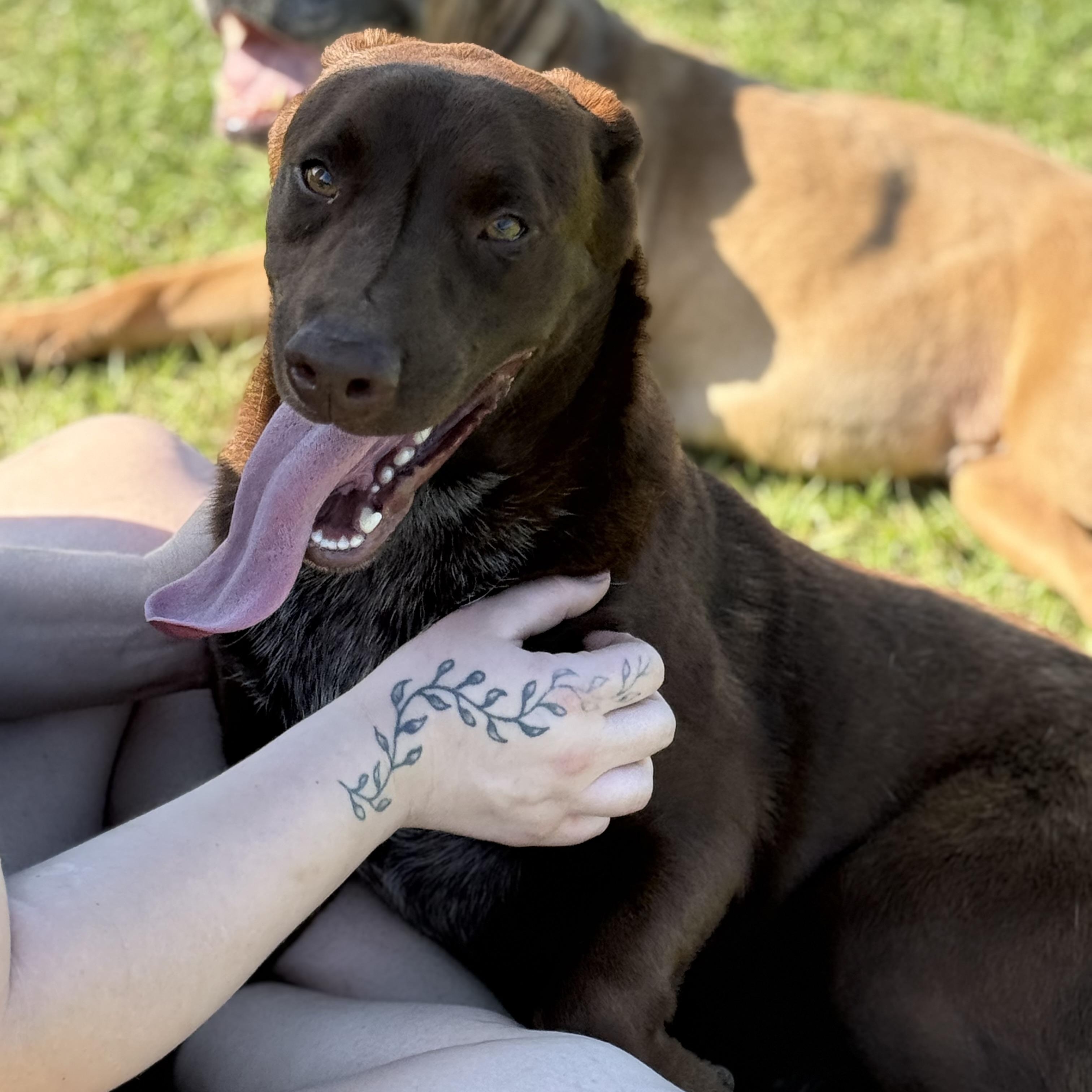 Enlarge Denver, an adopted mixed breed in Mount Hermon, LA image 5/6