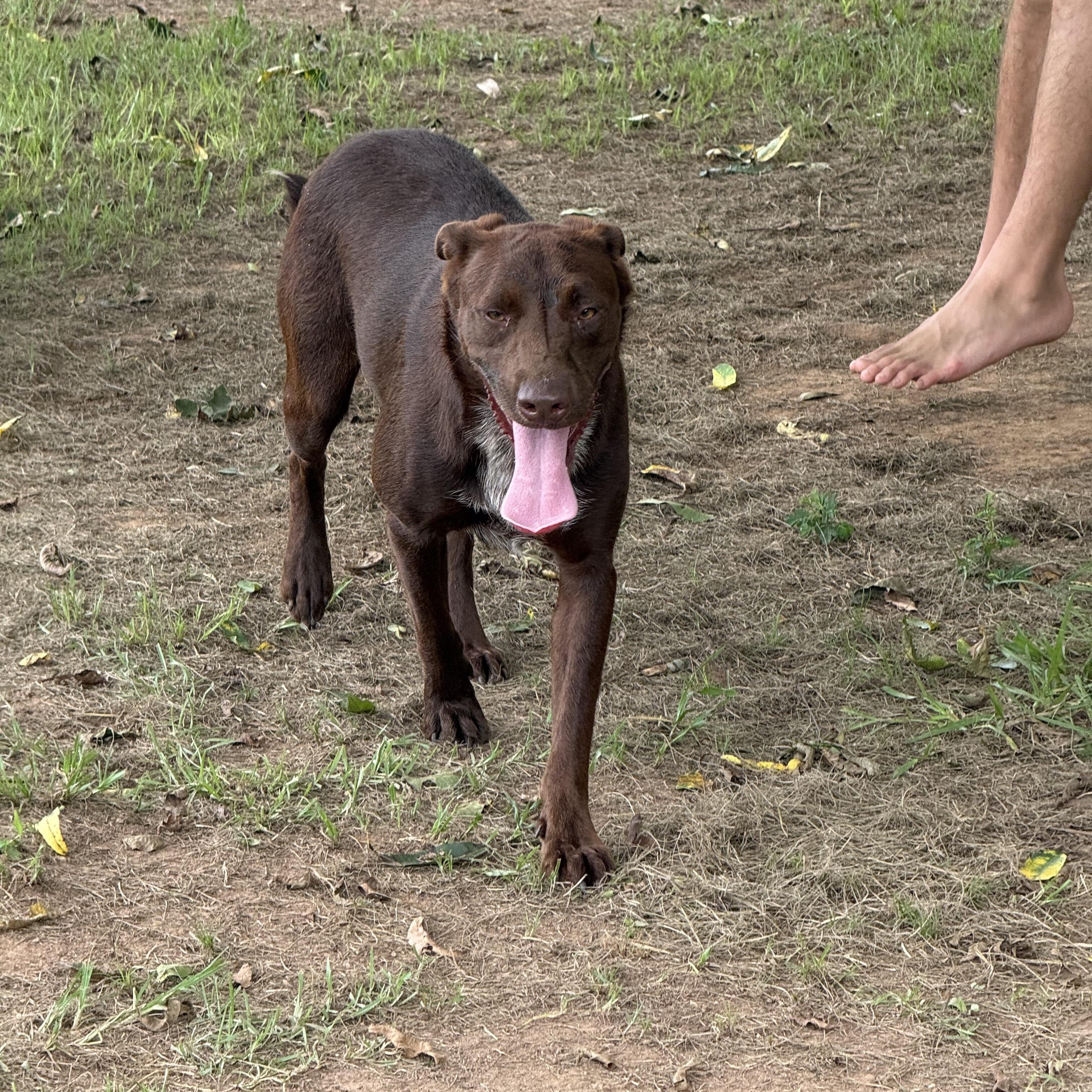 Enlarge Denver, an adopted mixed breed in Mount Hermon, LA image 1/6
