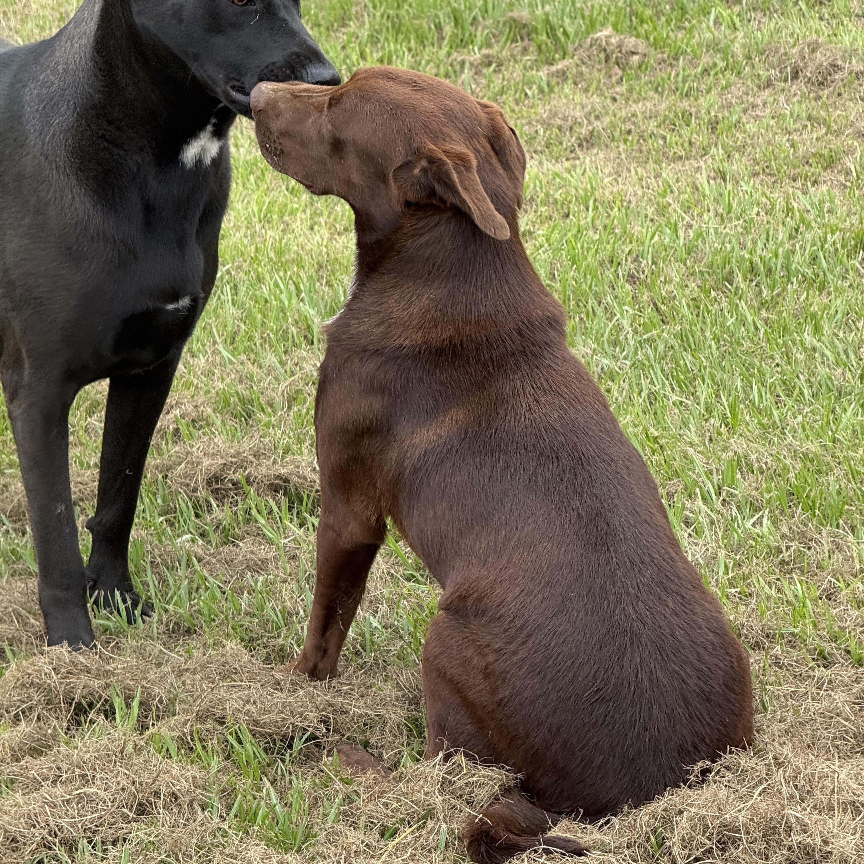 Enlarge Denver, an adopted mixed breed in Mount Hermon, LA image 3/6