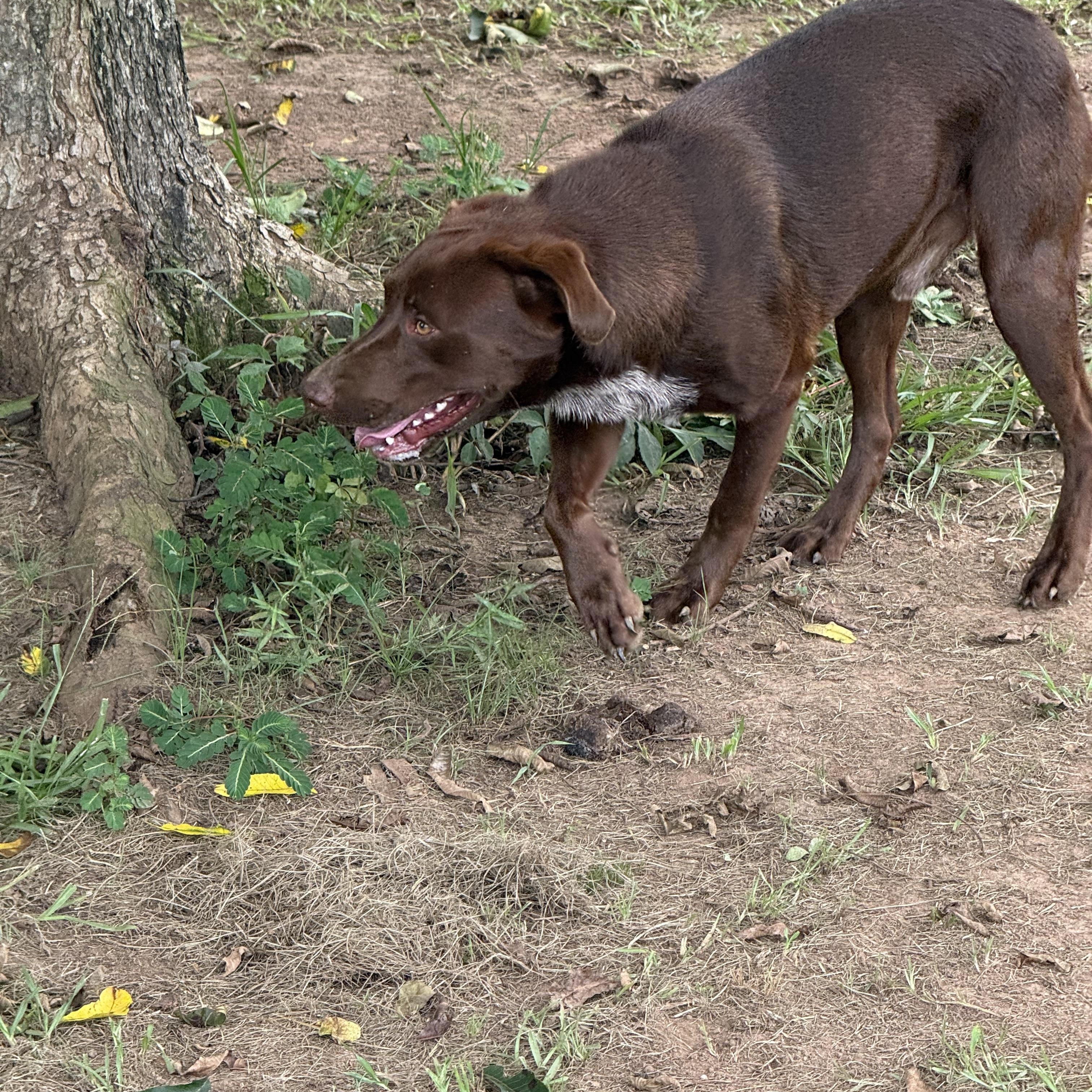 Enlarge Denver, an adopted mixed breed in Mount Hermon, LA image 2/6