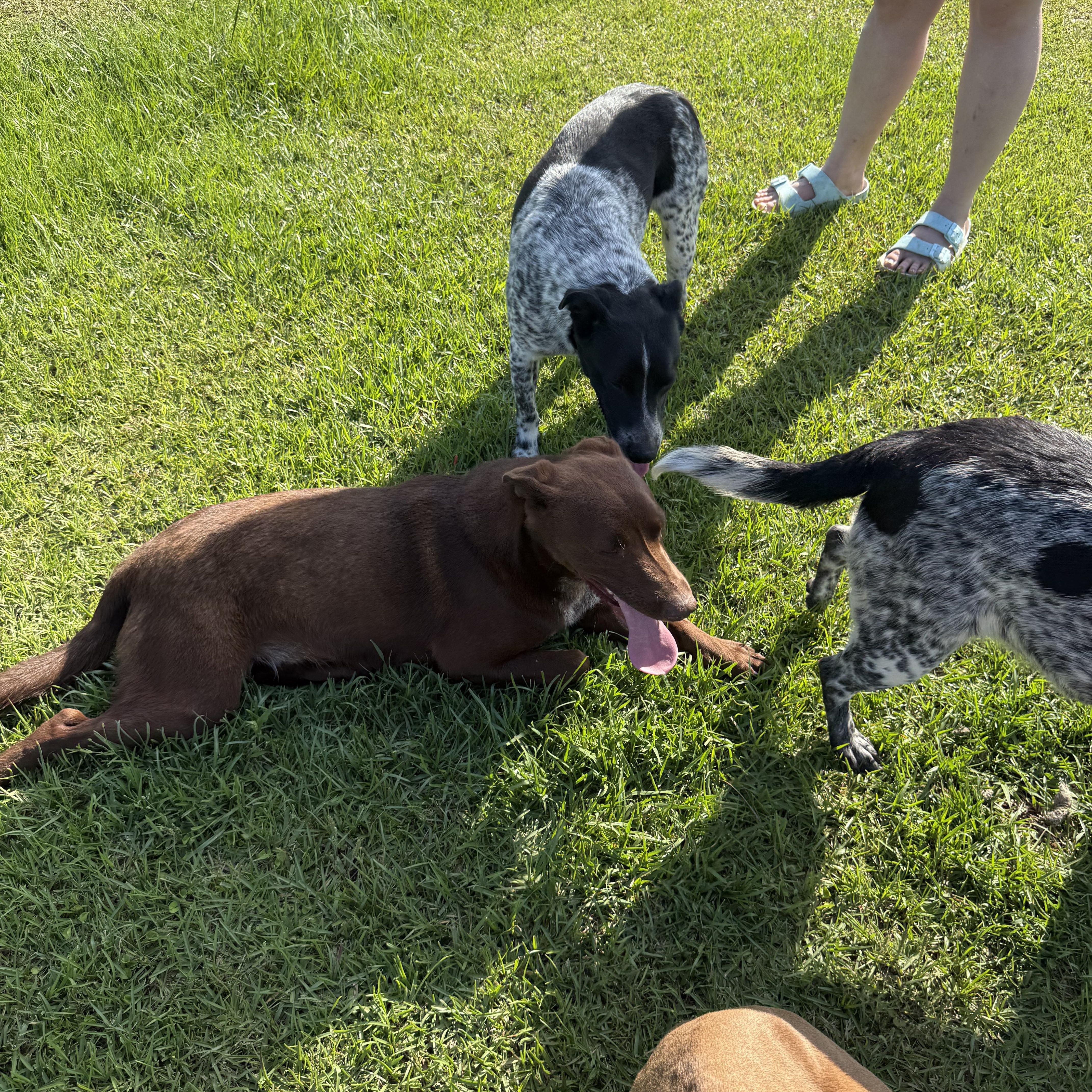 Enlarge Denver, an adopted mixed breed in Mount Hermon, LA image 4/6