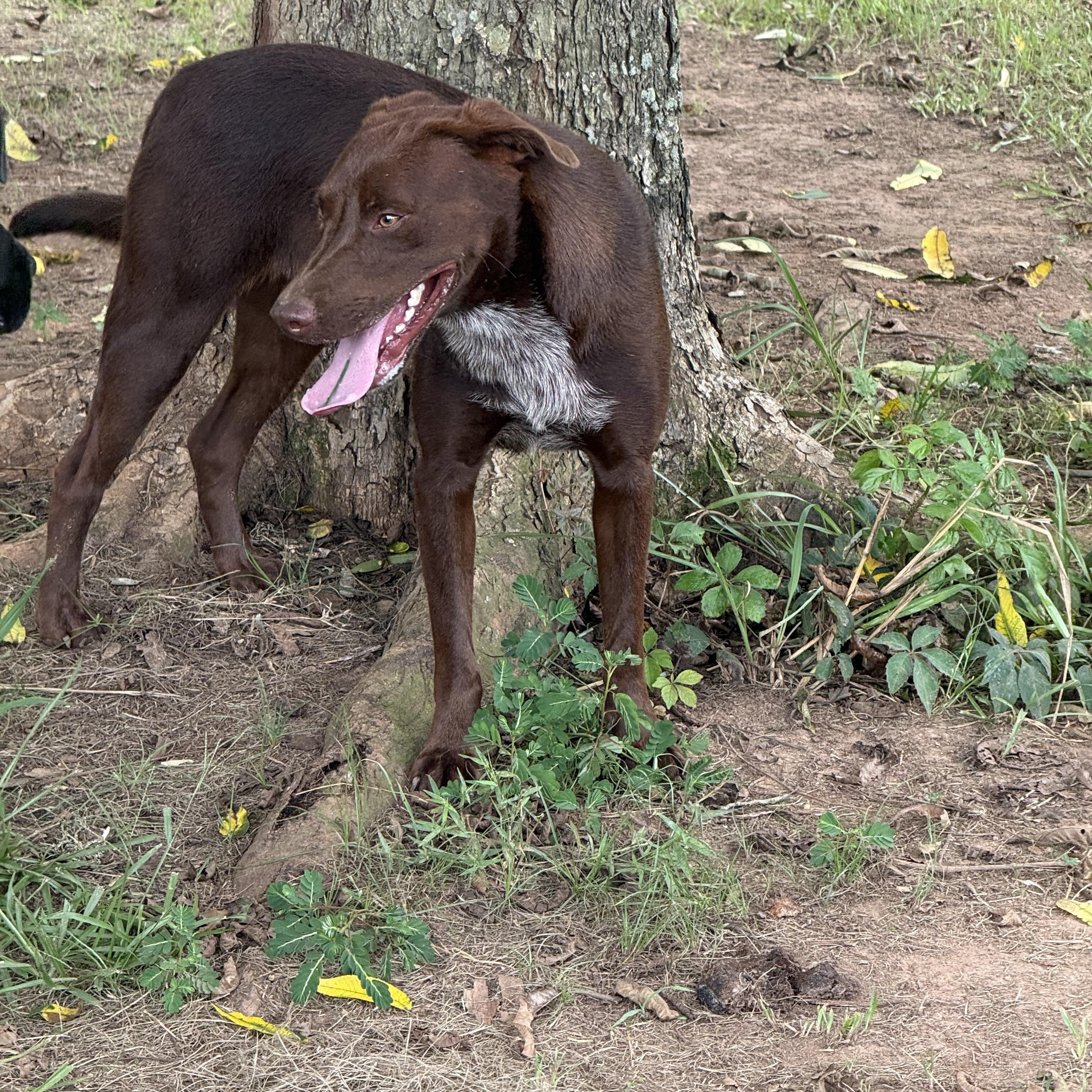 Enlarge Denver, an adopted mixed breed in Mount Hermon, LA image 6/6