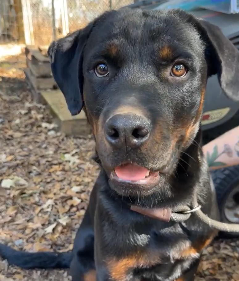 Carter, Adopted, Young Male Rottweiler.