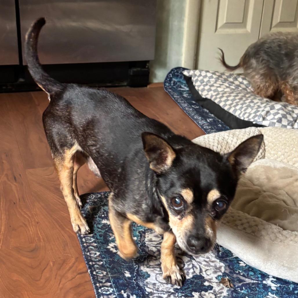 Happy, a Adoptable Chihuahua in Tunkhannock, PA image 1/2