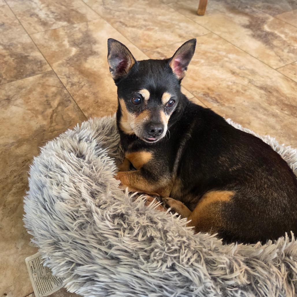 Happy, Adoptable, Senior Male Chihuahua.