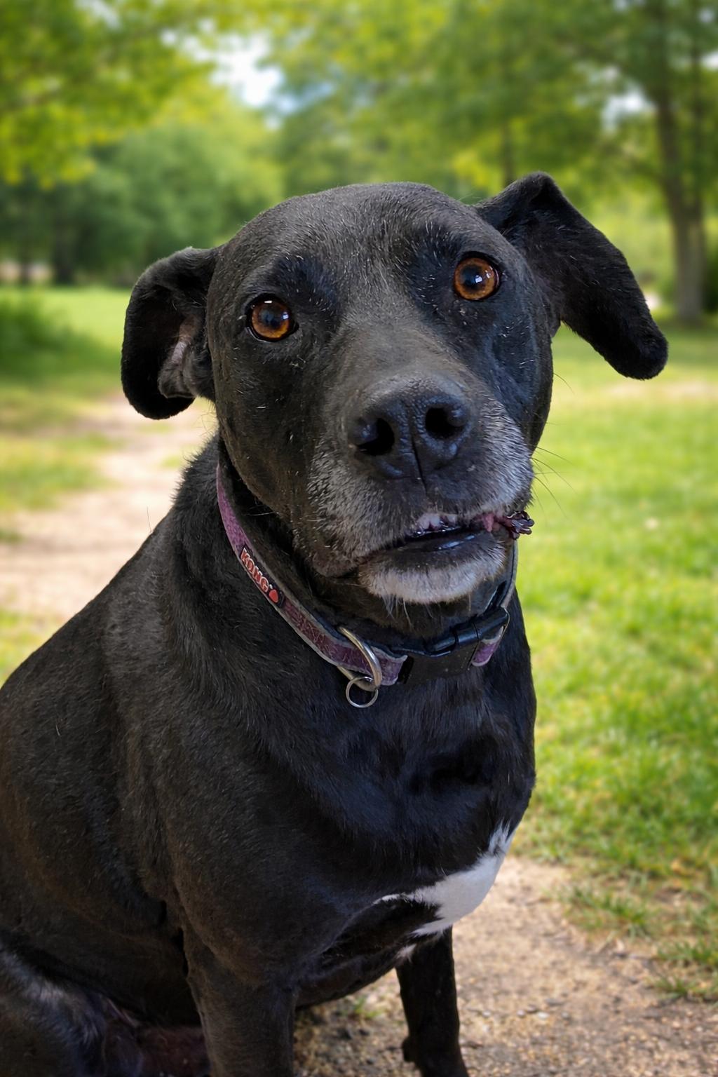 Enlarge Sequina (Quin) , a ADOPTABLE Black Labrador Retriever in Choteau, MT image 1/3