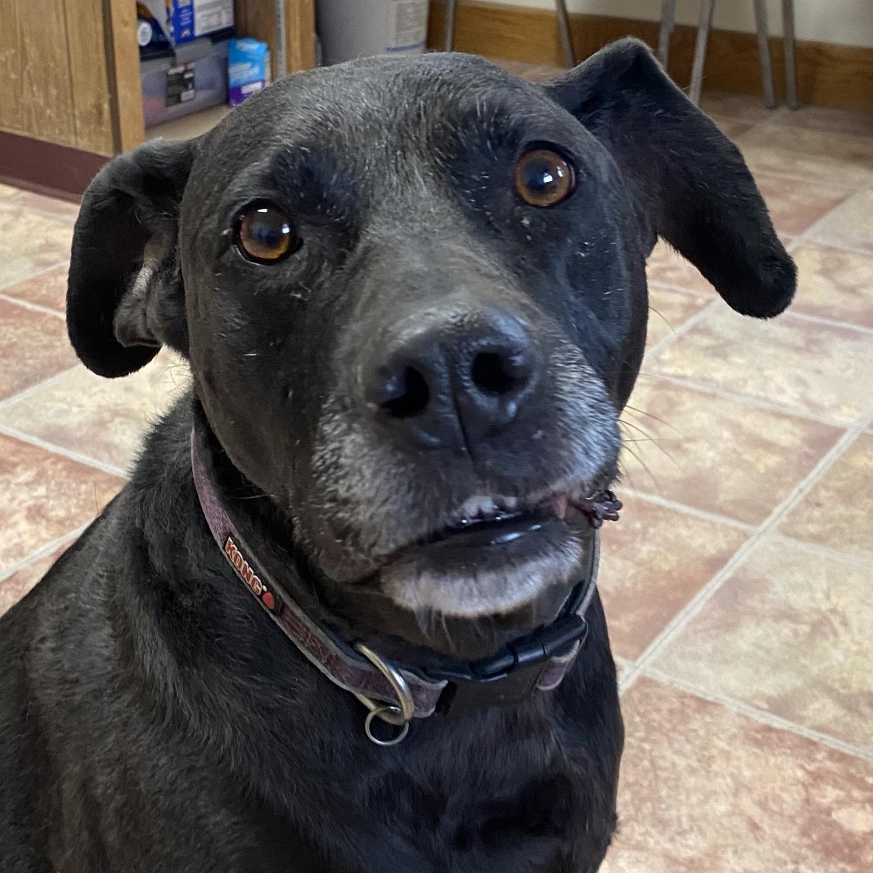 Sequina (Quin) , ADOPTABLE, Adult Female Black Labrador Retriever.