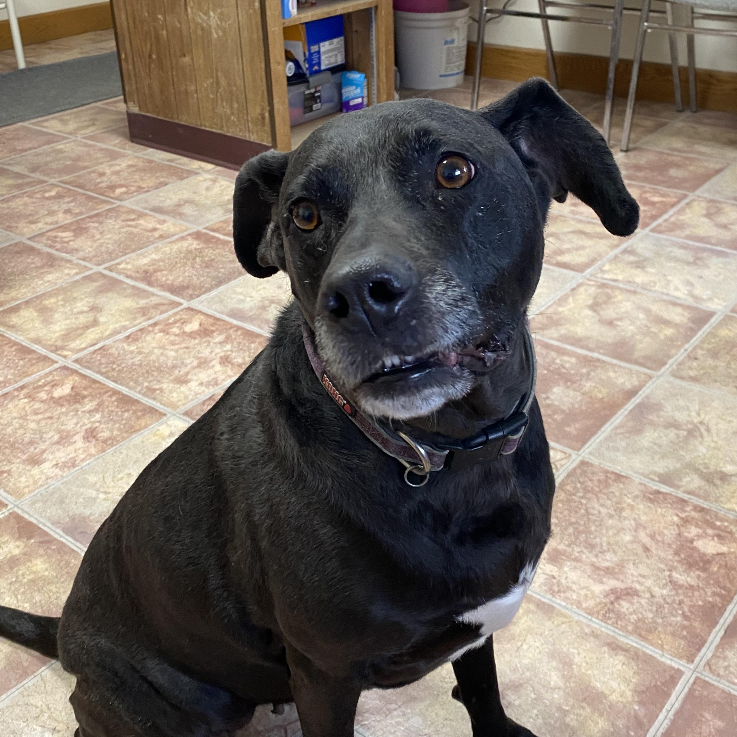 Enlarge Sequina (Quin) , a ADOPTABLE Black Labrador Retriever in Choteau, MT image 3/4