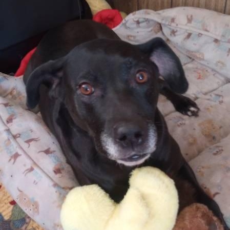 Sequina (Quin) -Courtesy listing please contact Darla at 406-261-5204, ADOPTABLE, Adult Female Black Labrador Retriever.