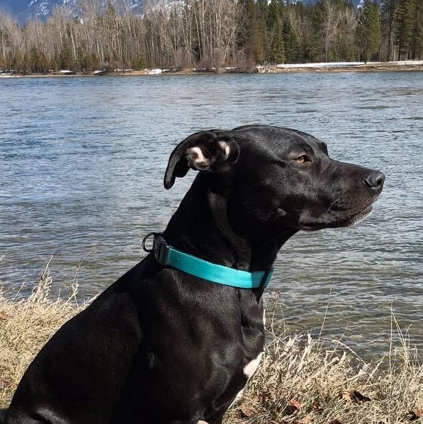 Enlarge Sequina (Quin) -Courtesy listing please contact Darla at 406-261-5204, a ADOPTABLE Black Labrador Retriever in Choteau, MT image 2/2