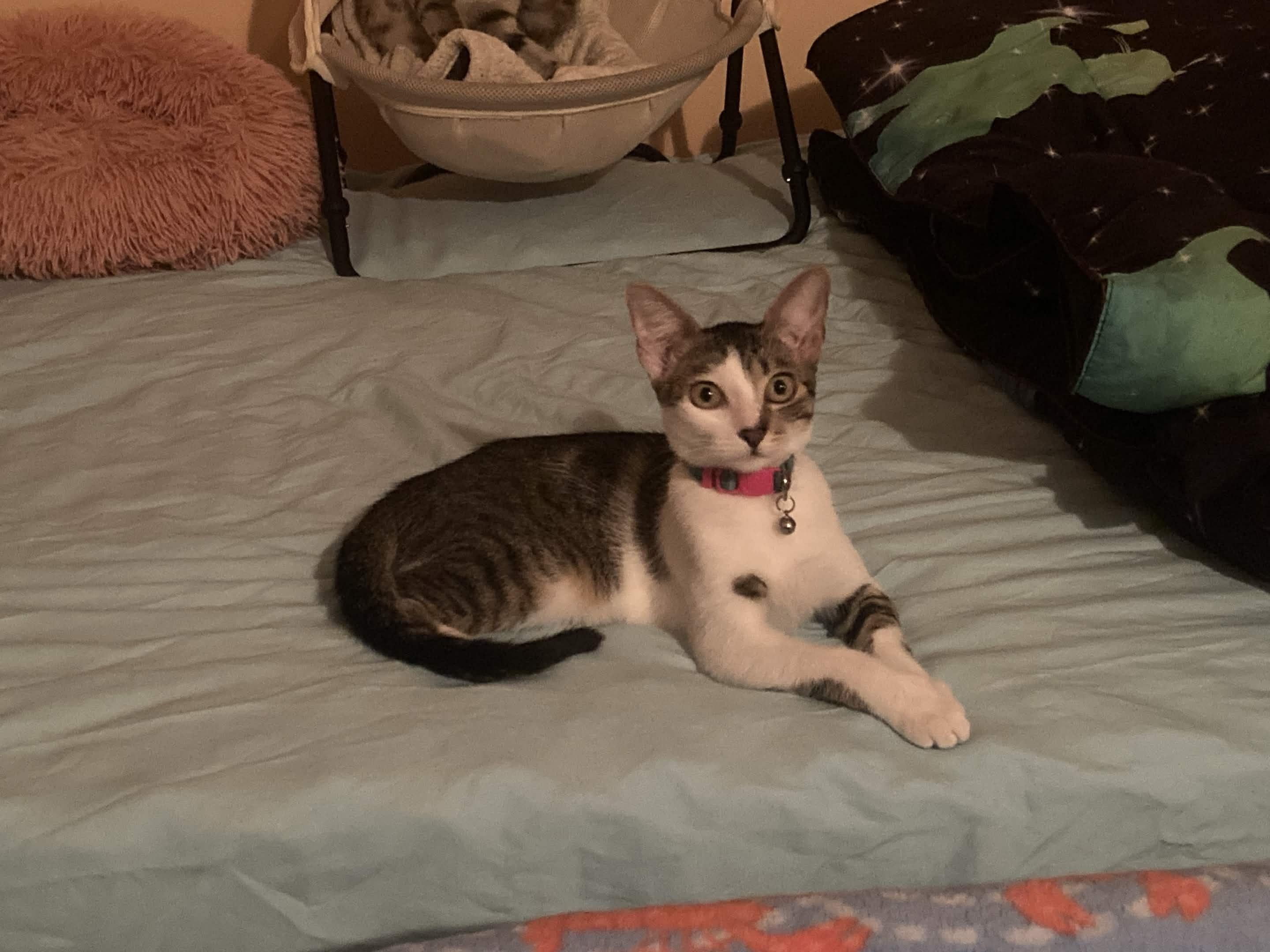 Enlarge Bella, a ADOPTABLE Domestic Short Hair in Weehawken, NJ image 6/6