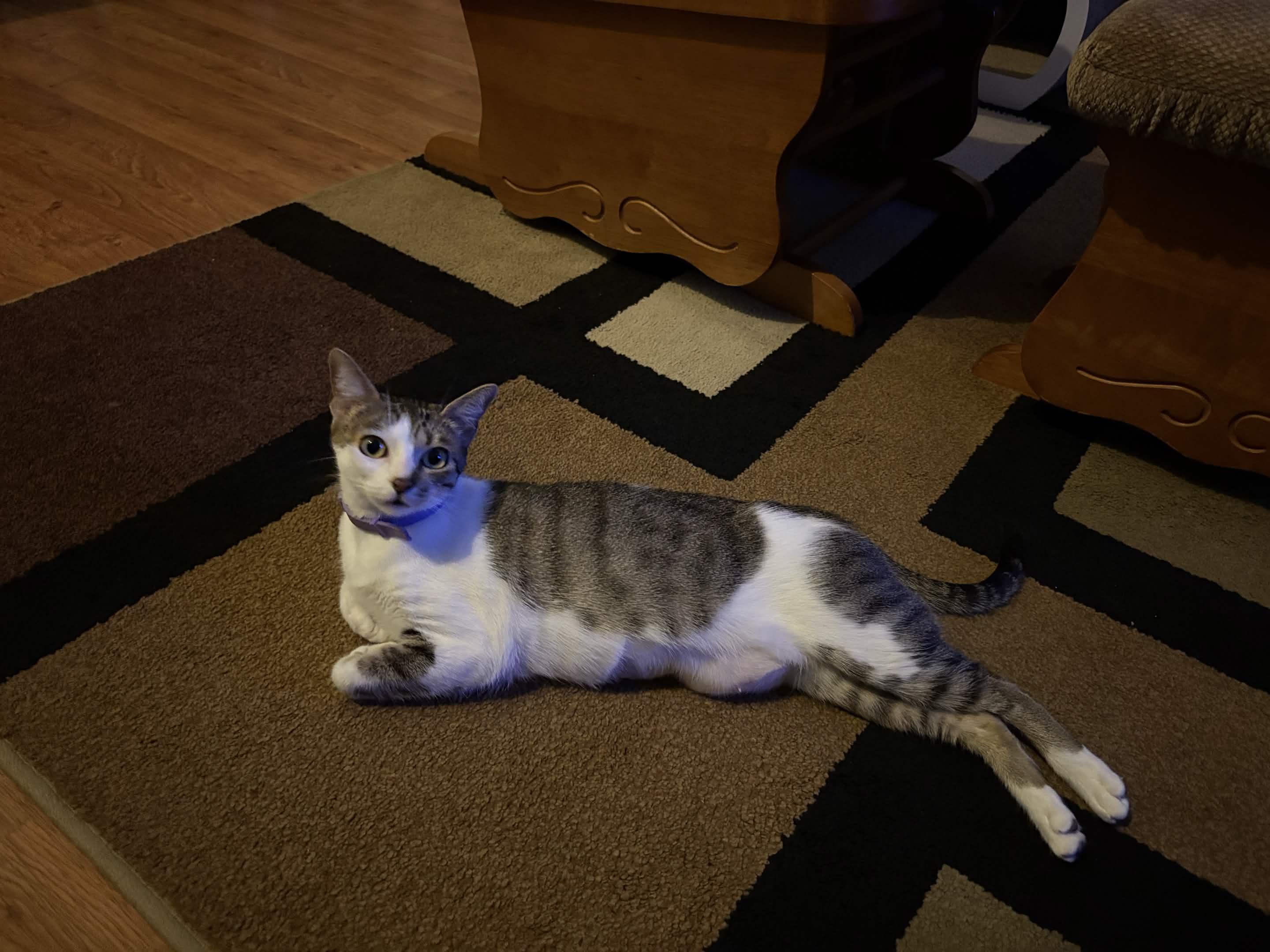 Enlarge Bella, a ADOPTABLE Domestic Short Hair in Weehawken, NJ image 2/6