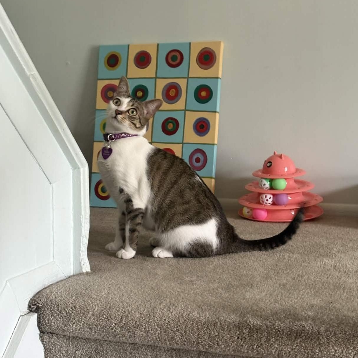 Bella, an adoptable Domestic Short Hair in Weehawken, NJ image 2/6