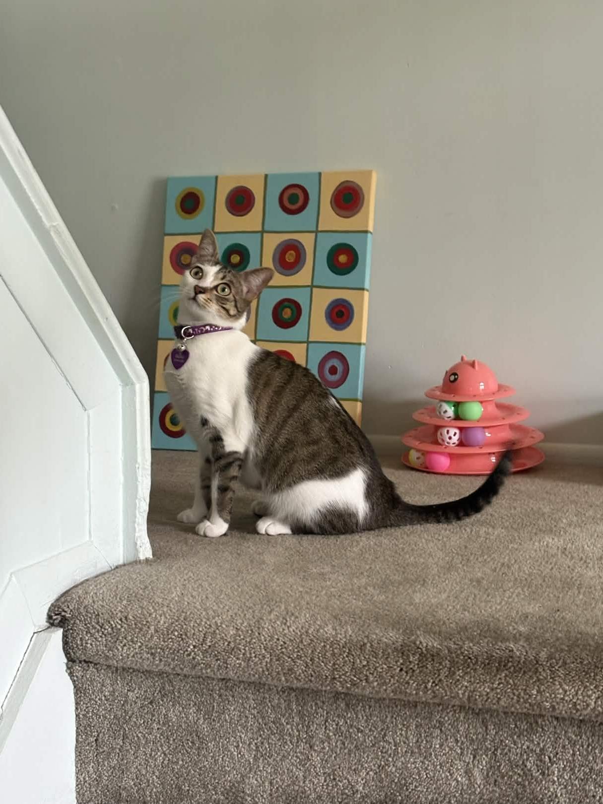 Enlarge Bella, a ADOPTABLE Domestic Short Hair in Weehawken, NJ image 4/6