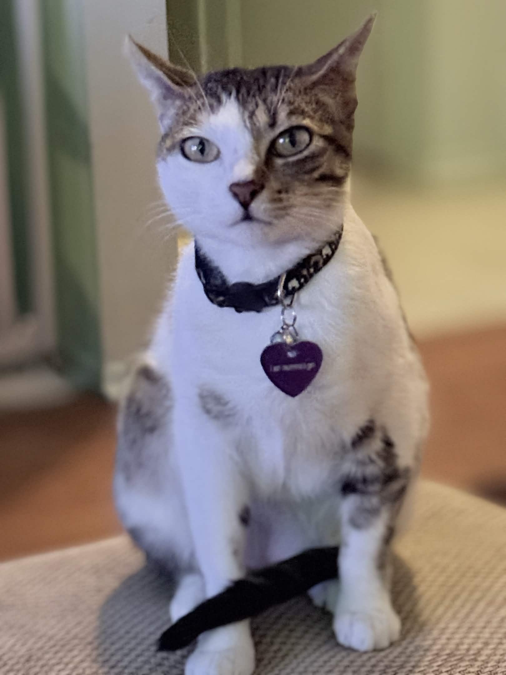 Enlarge Bella, a ADOPTABLE Domestic Short Hair in Weehawken, NJ image 5/6